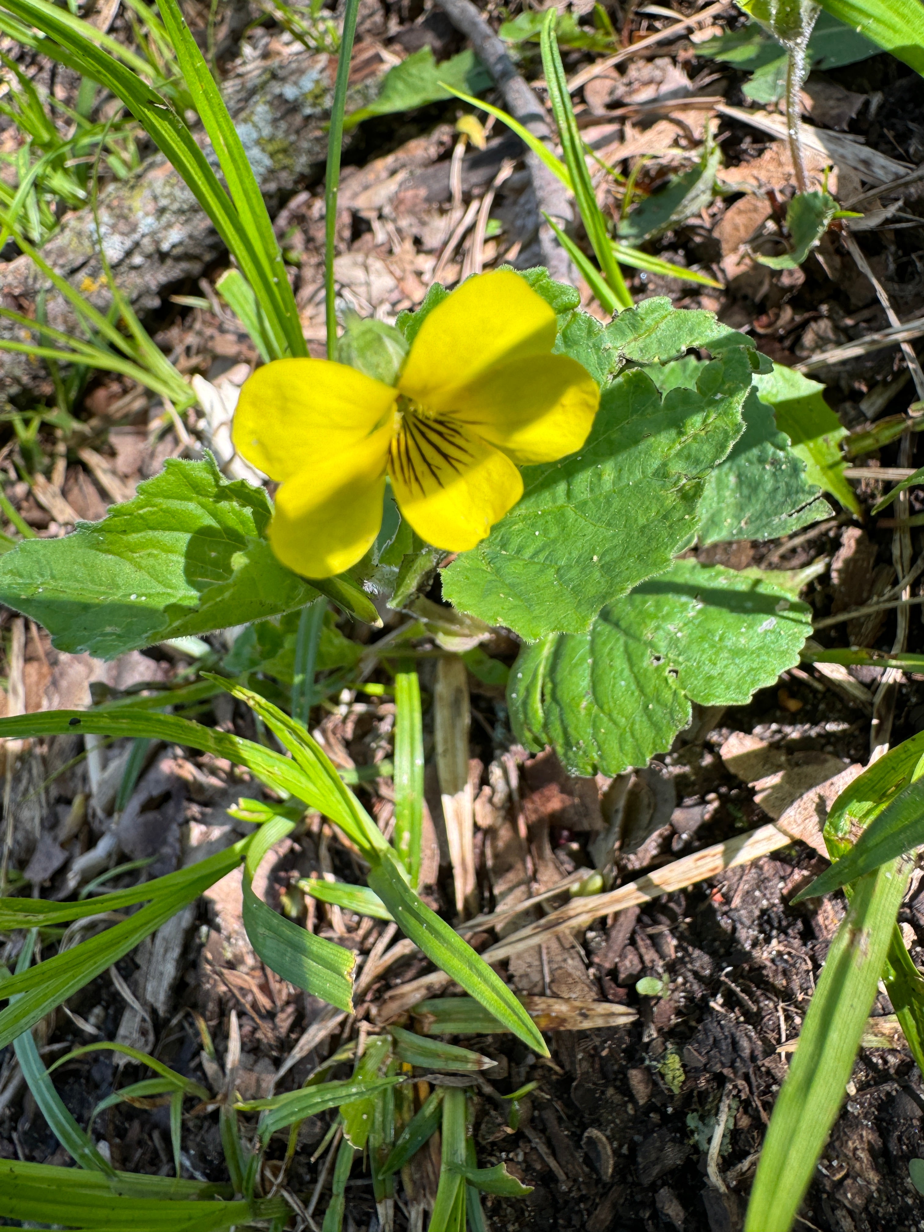 Smooth Yellow Violet (Viola Eriocarpa)