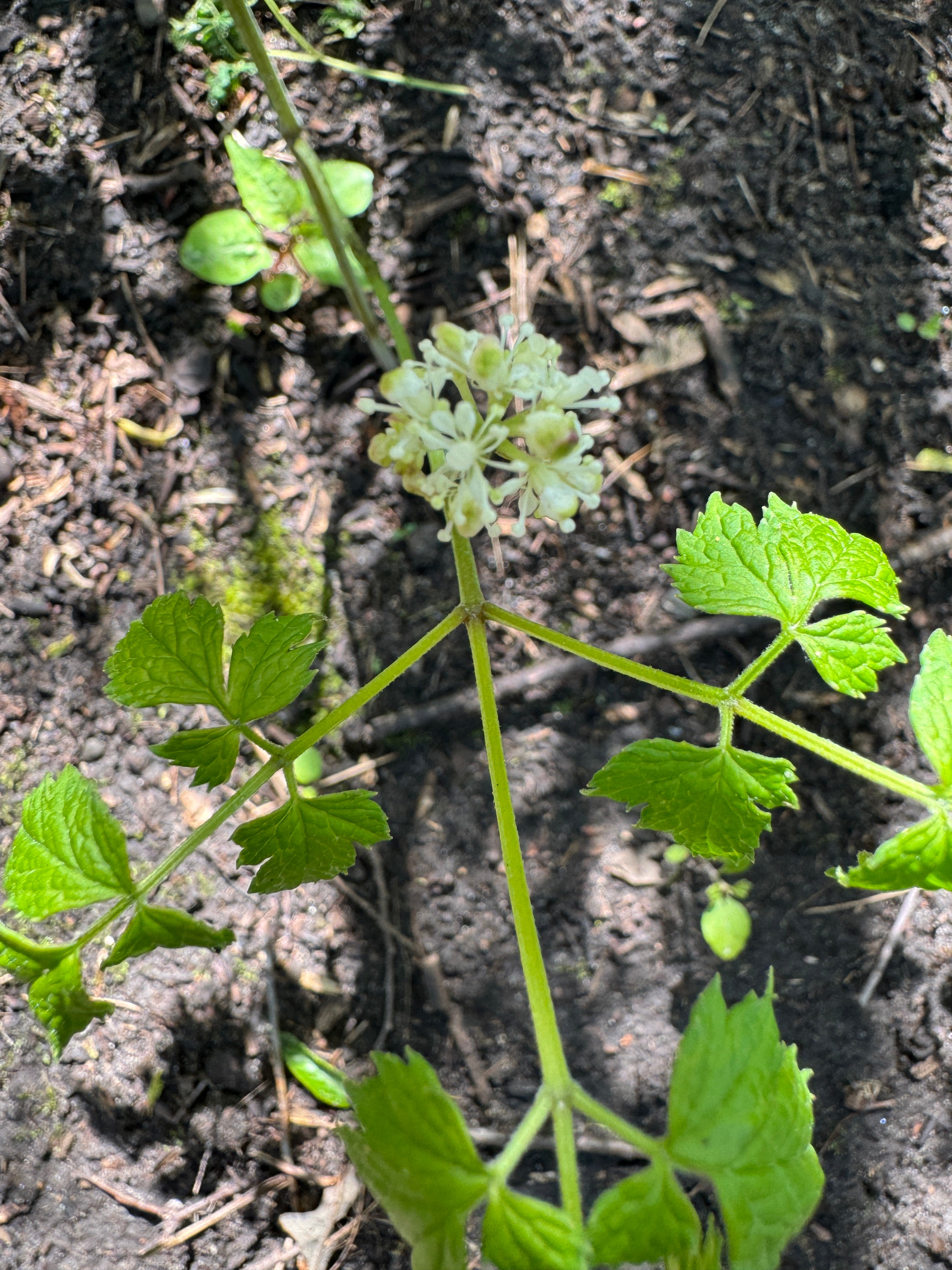 Wild Sarsaparilla (Aralia nudicaulis)