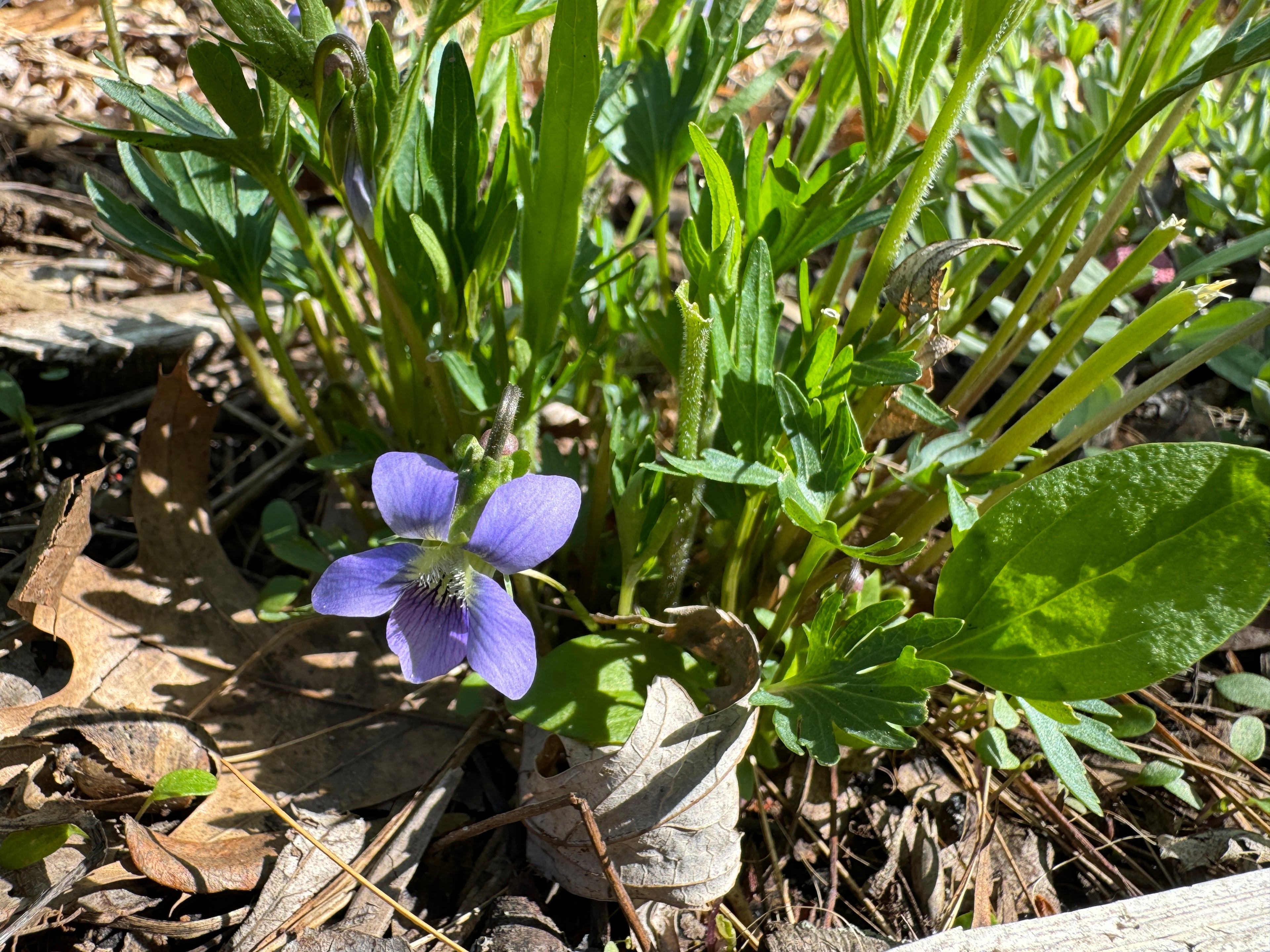 Prairie Violet (Viola pedatifida)