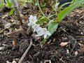 Spring Beauty (Claytonia Virginica)