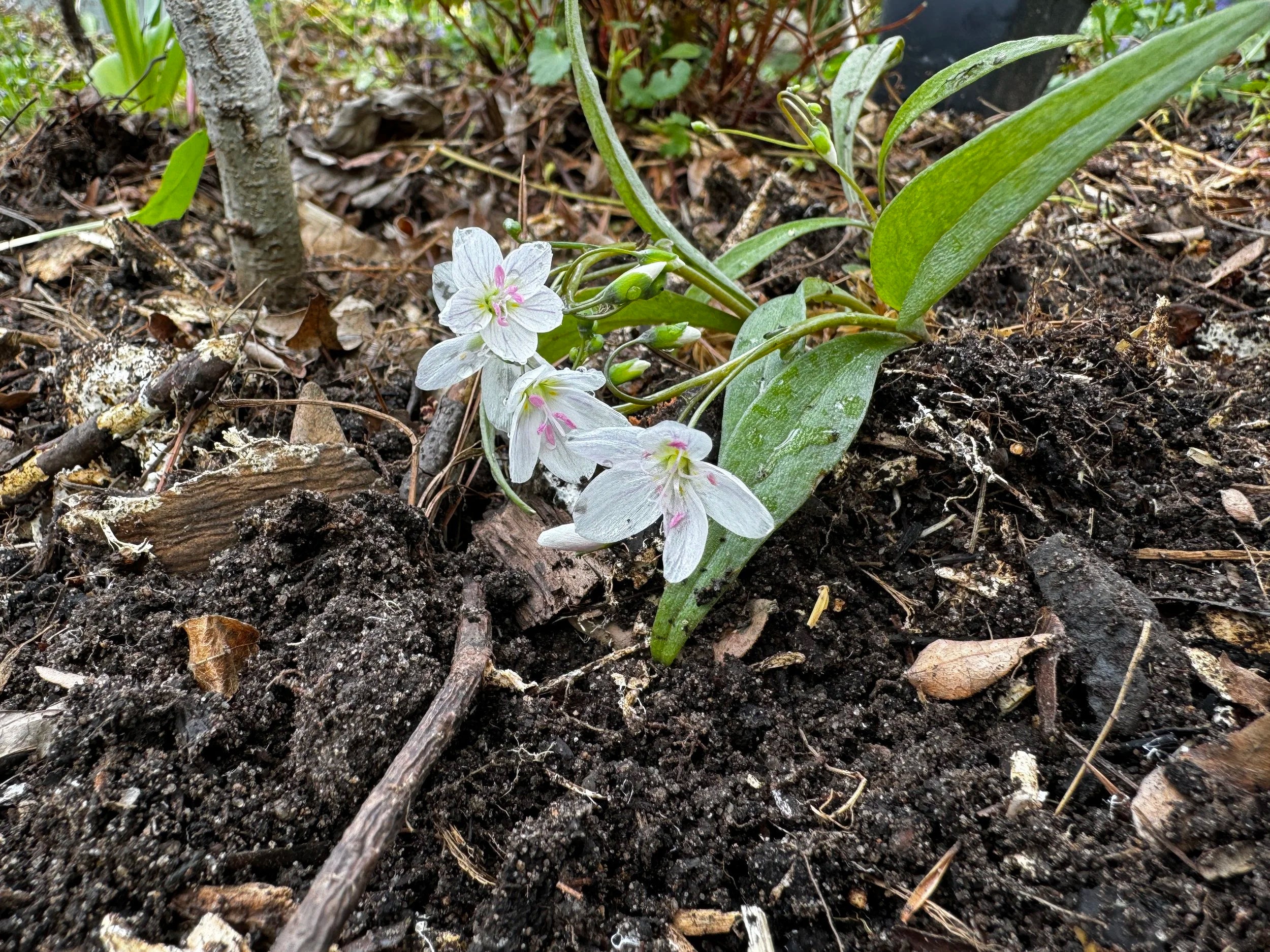Spring Beauty (Claytonia Virginica)