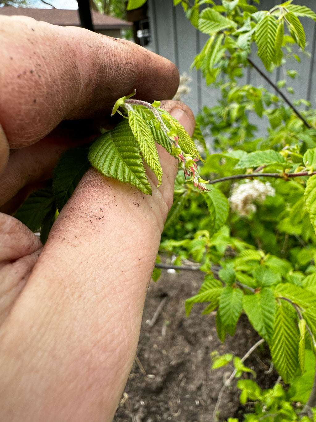 Musclewood (Carpinus Caroliniana)