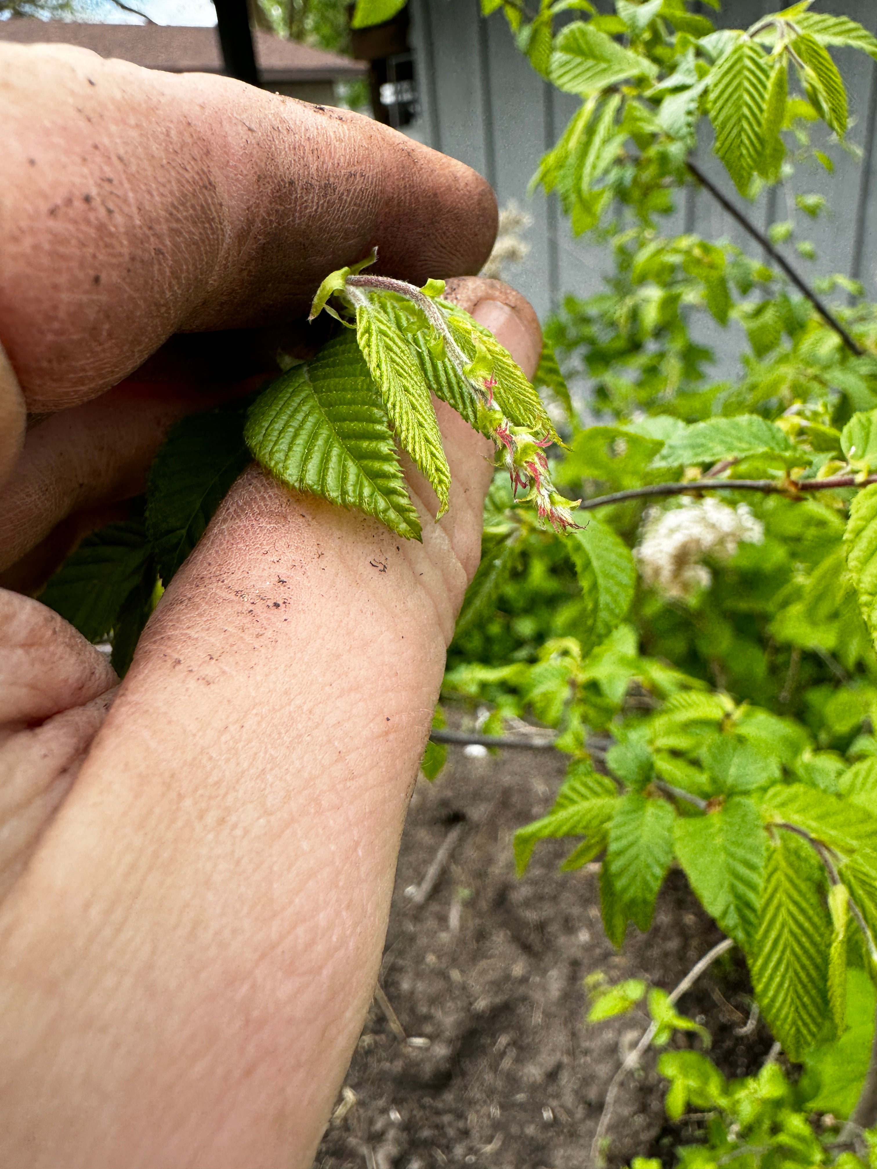 Musclewood (Carpinus Caroliniana)