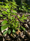 Starry Campion (Silene Stellata)