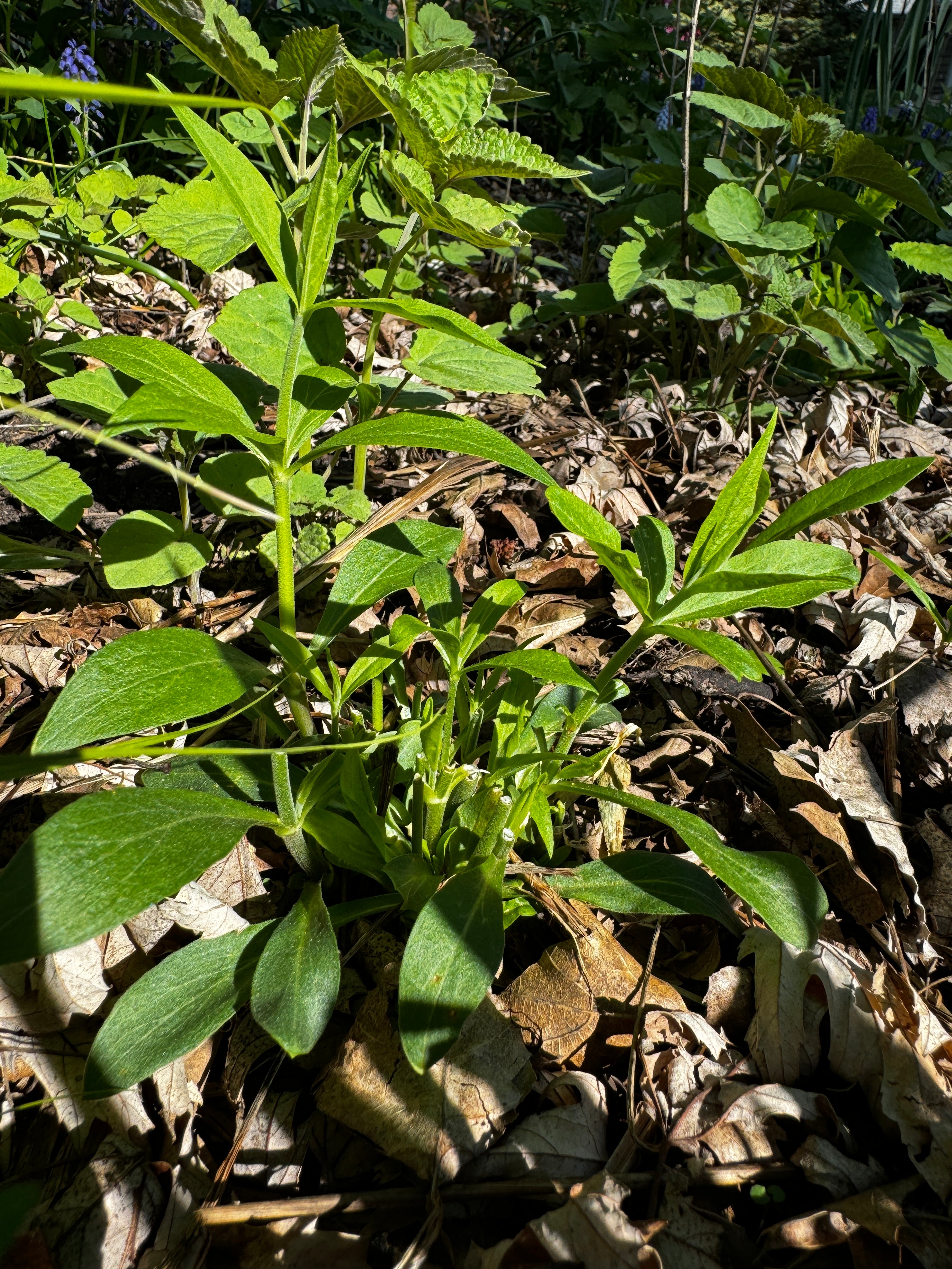 Starry Campion (Silene Stellata)