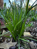 Many-flowered Woodrush (Luzula Multiflora)