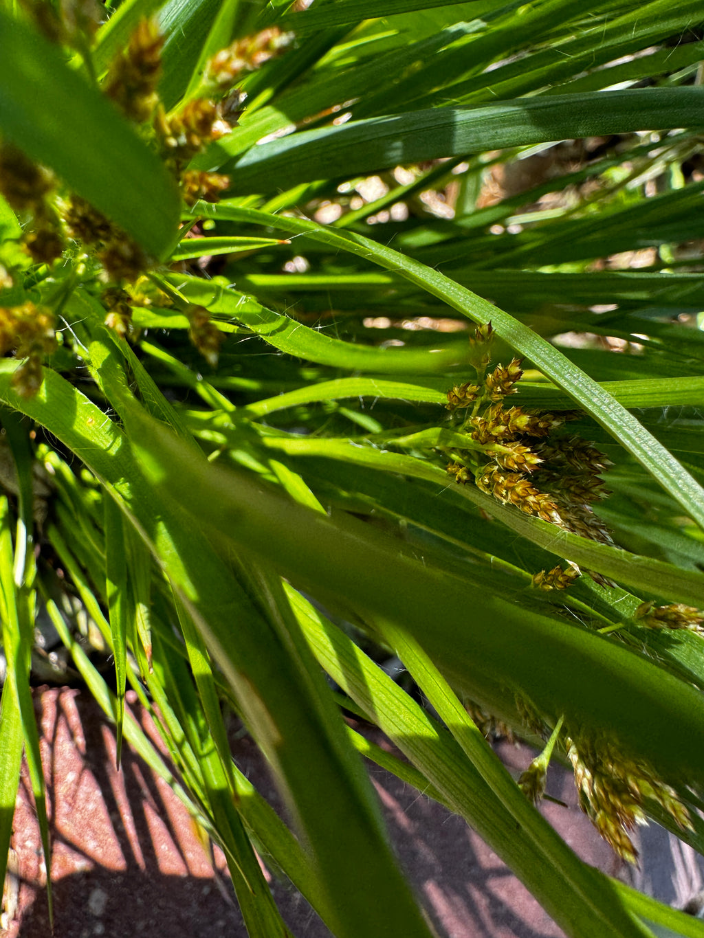 Many-flowered Woodrush (Luzula Multiflora)