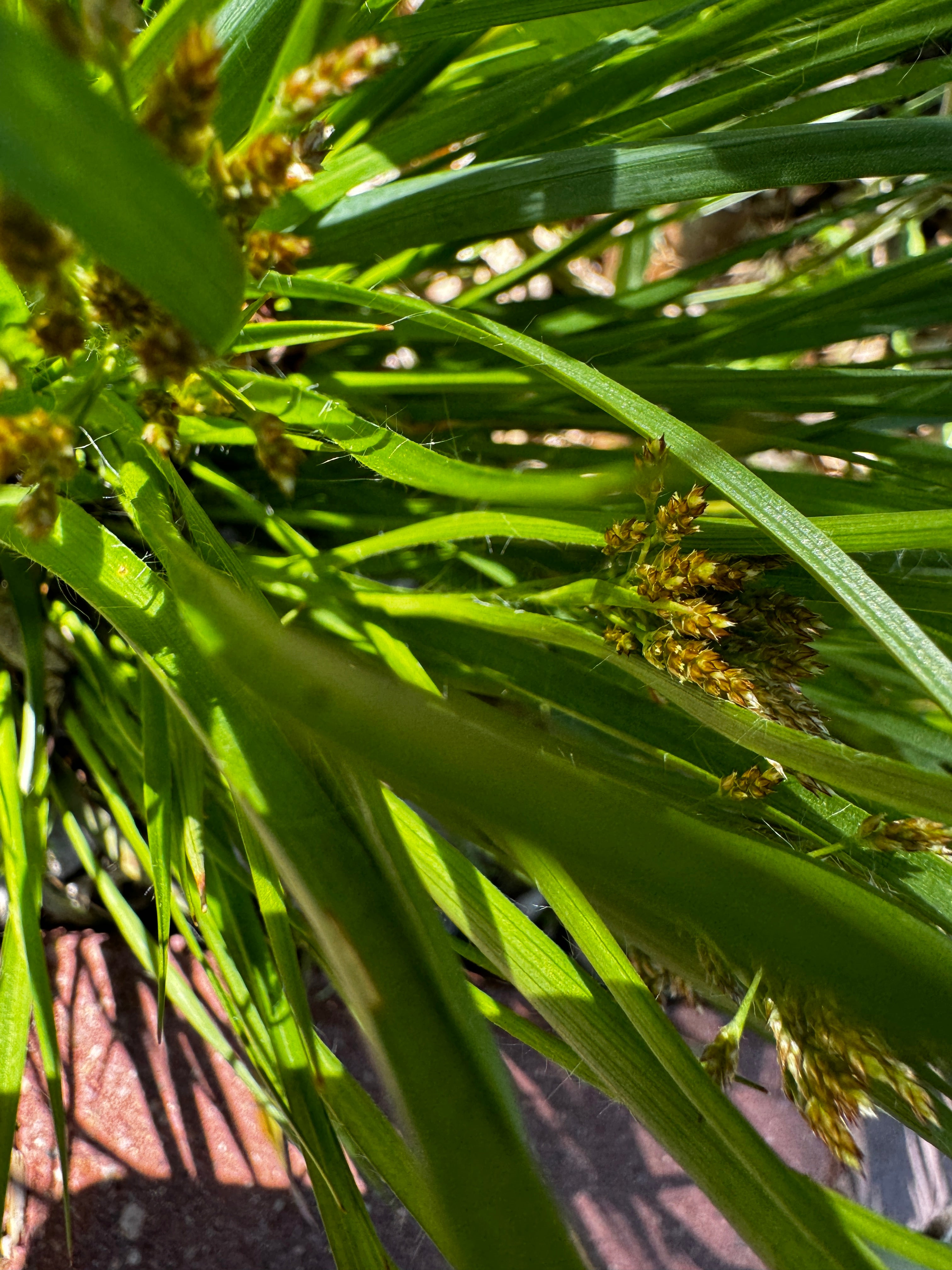 Many-flowered Woodrush (Luzula Multiflora)