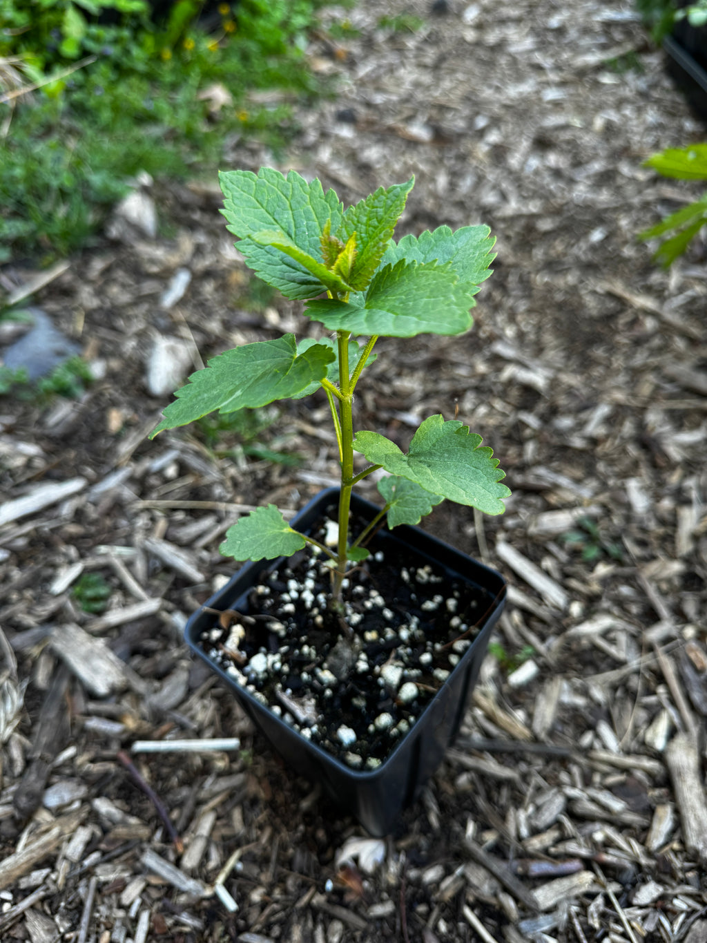 Anise Hyssop (Agastache foeniculum)