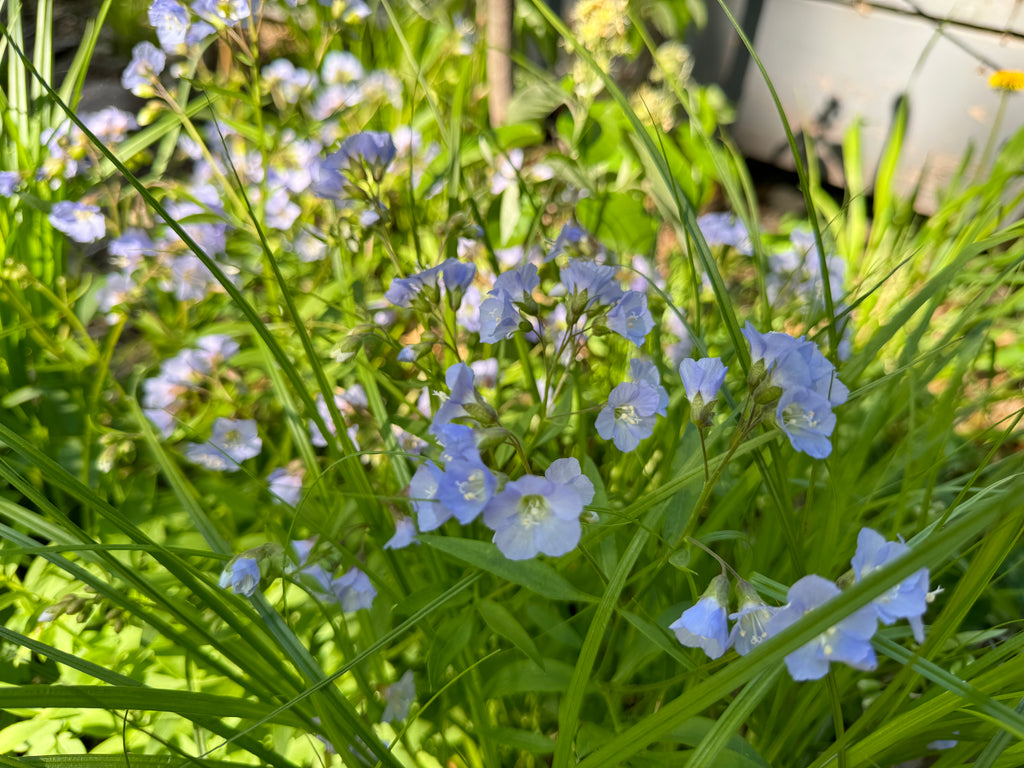 Jacob's Ladder (Polemonium Reptans)