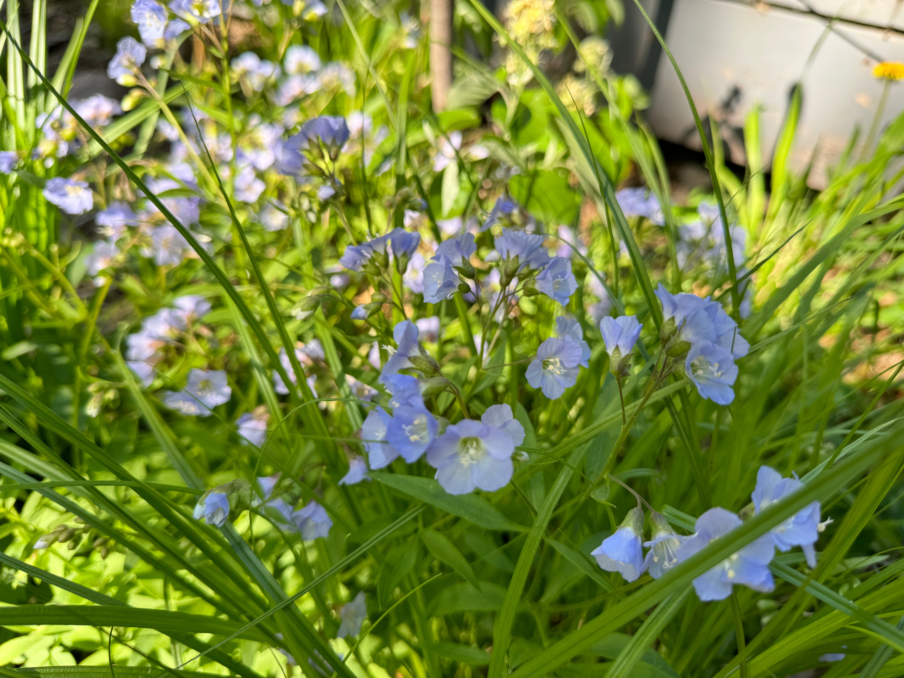 Jacob's Ladder (Polemonium Reptans)
