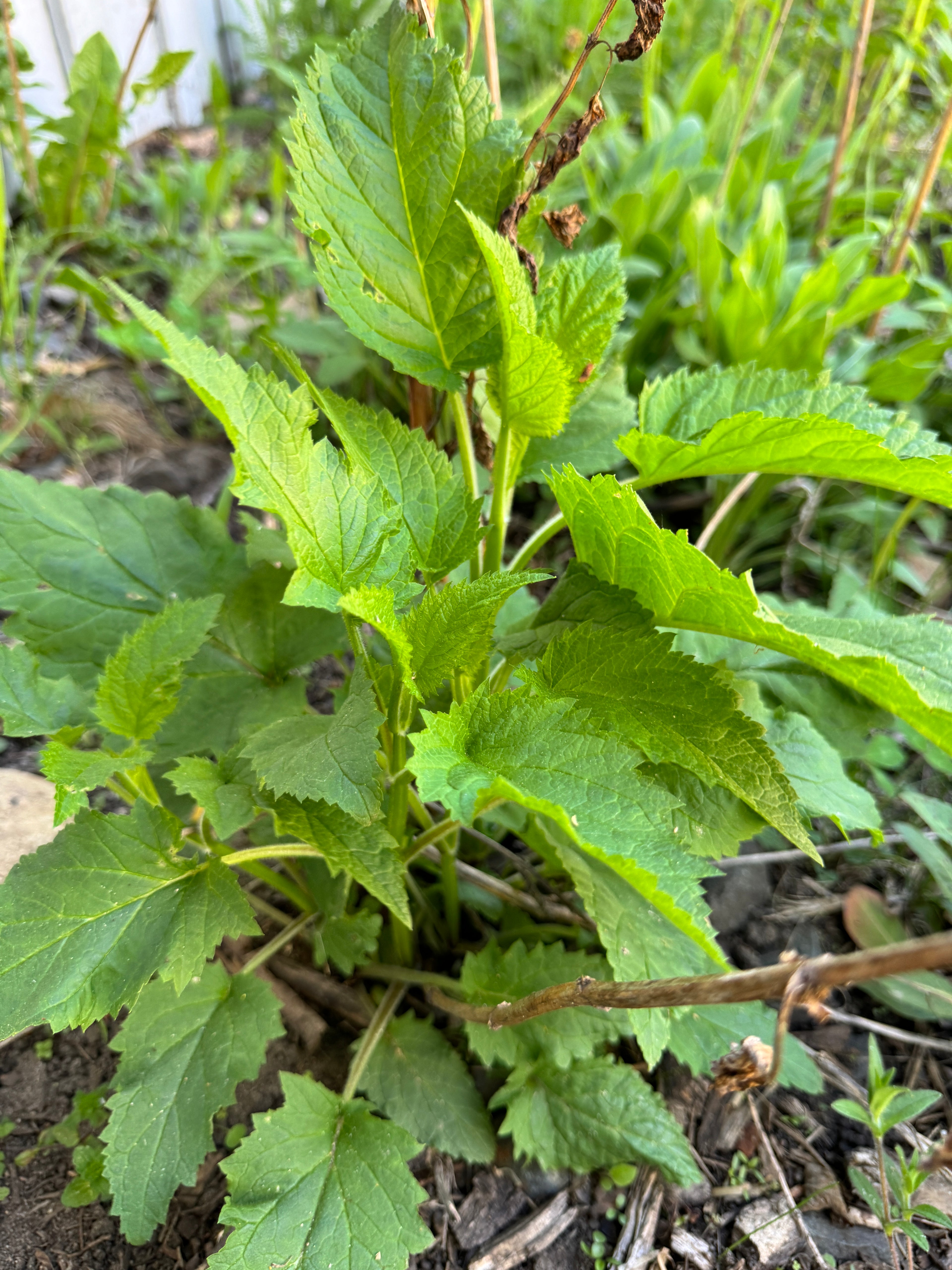 Late Figwort (Scrophularia Marilandica)