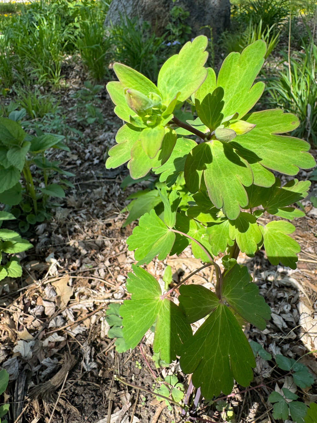 Eastern Columbine (Aquilegia Canadensis)