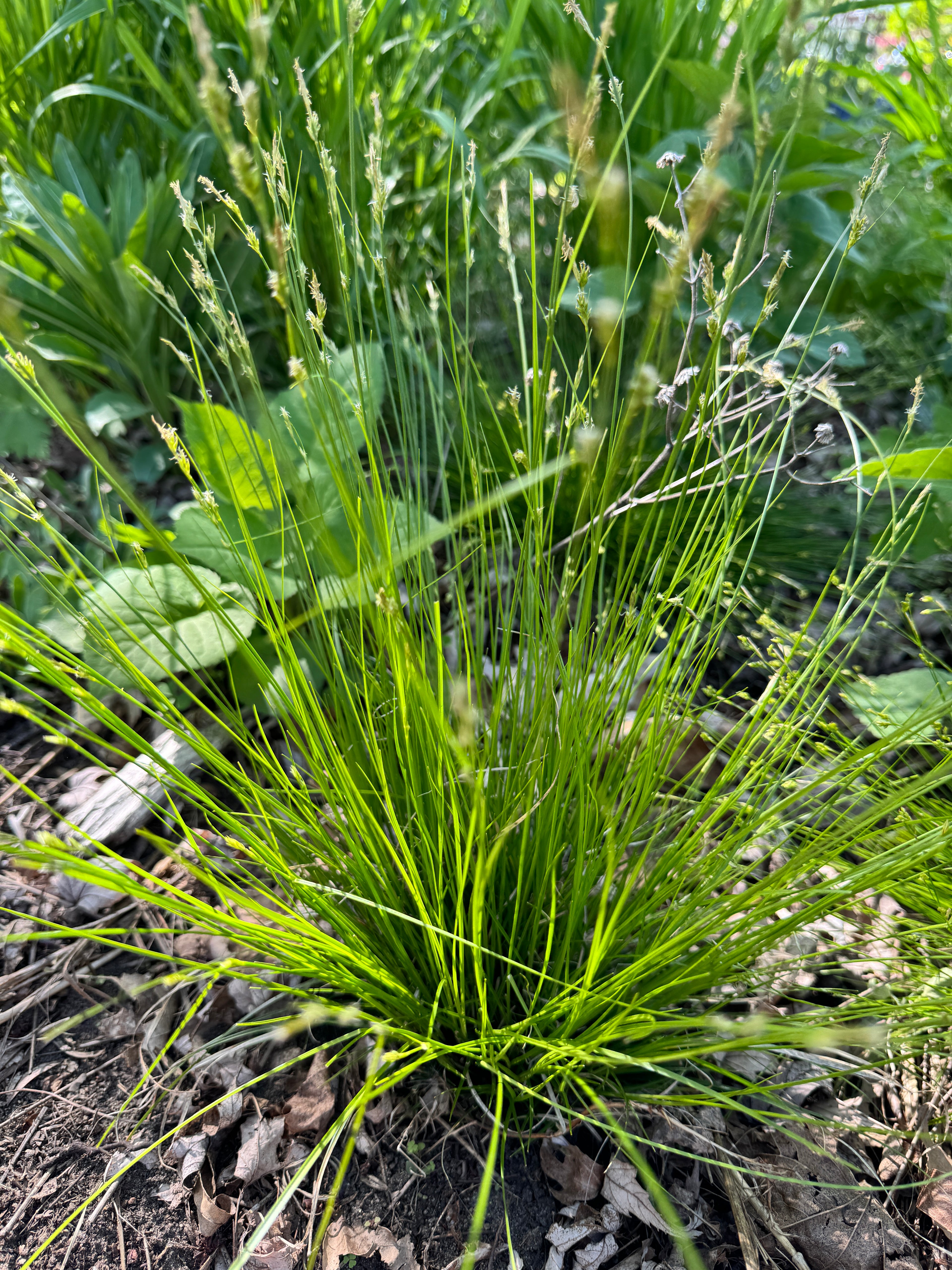White Tinged Sedge (Carex albicans)