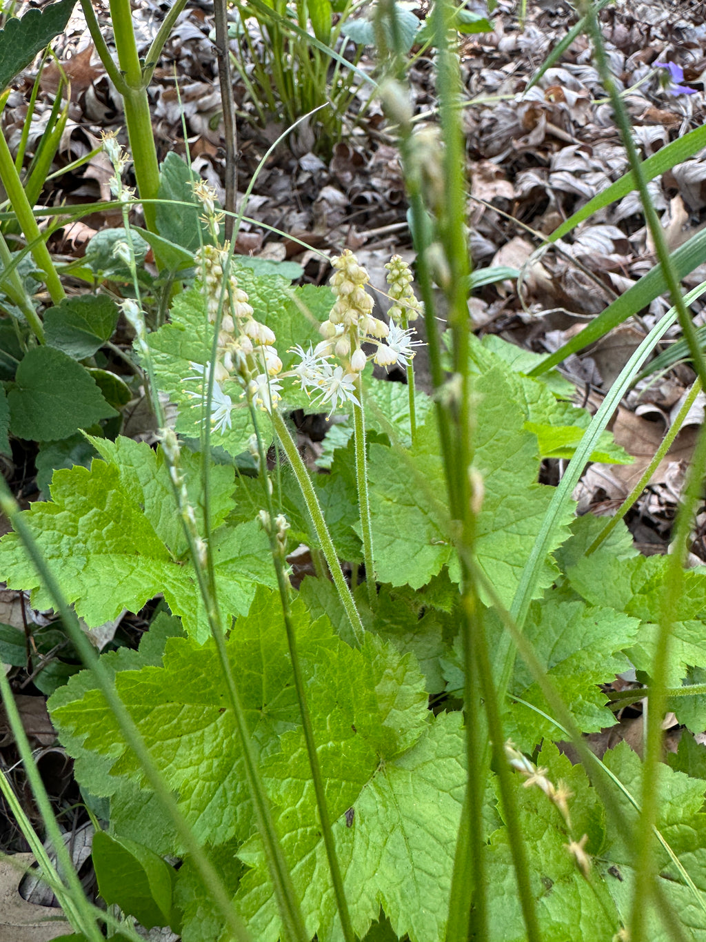 Foamflower (Tiarella cordifolia)