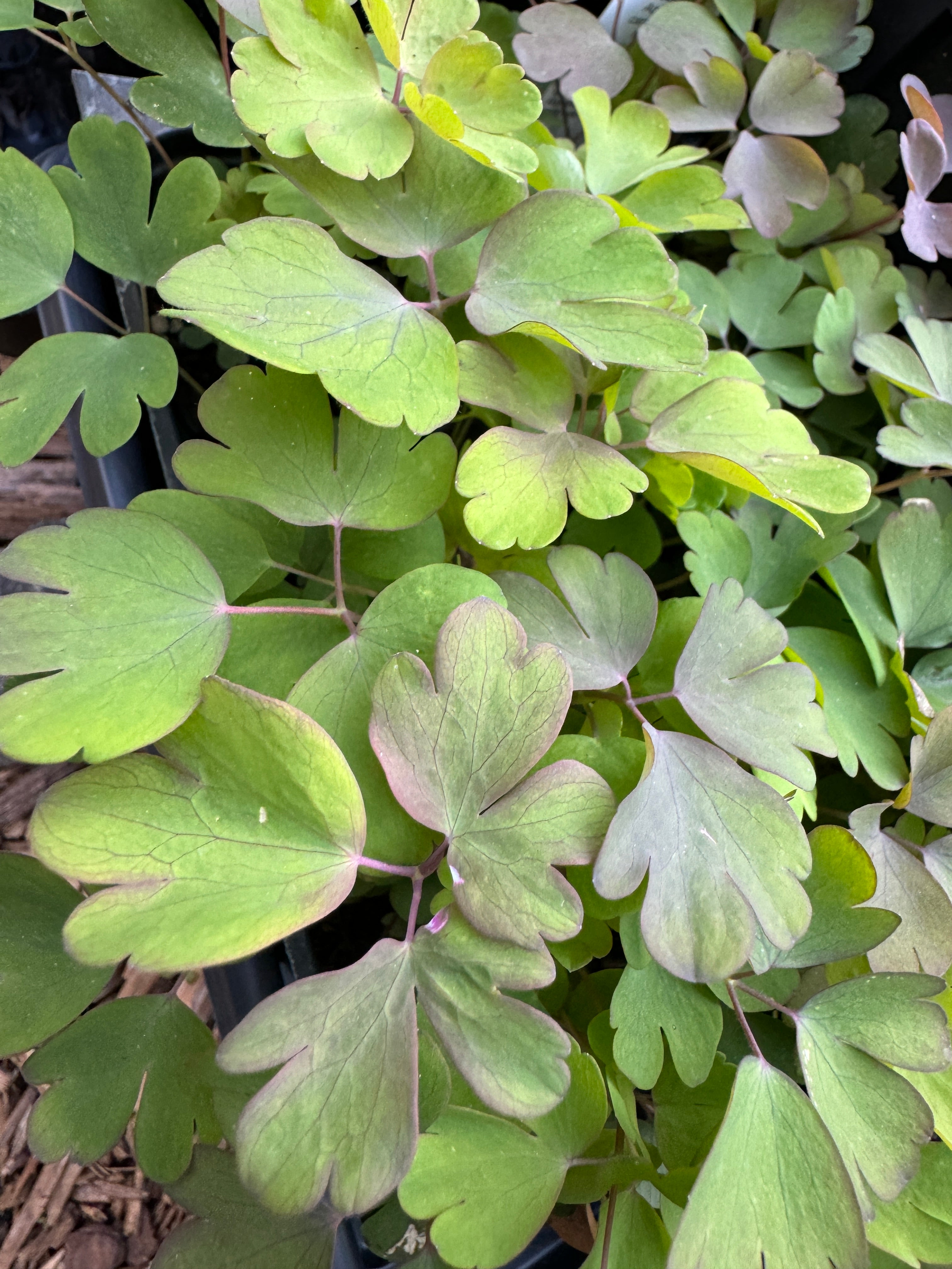 Eastern Columbine (Aquilegia Canadensis)