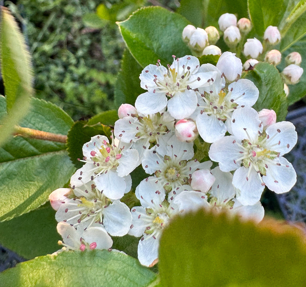 Black Chokeberry (Aronia Melanocarpa)
