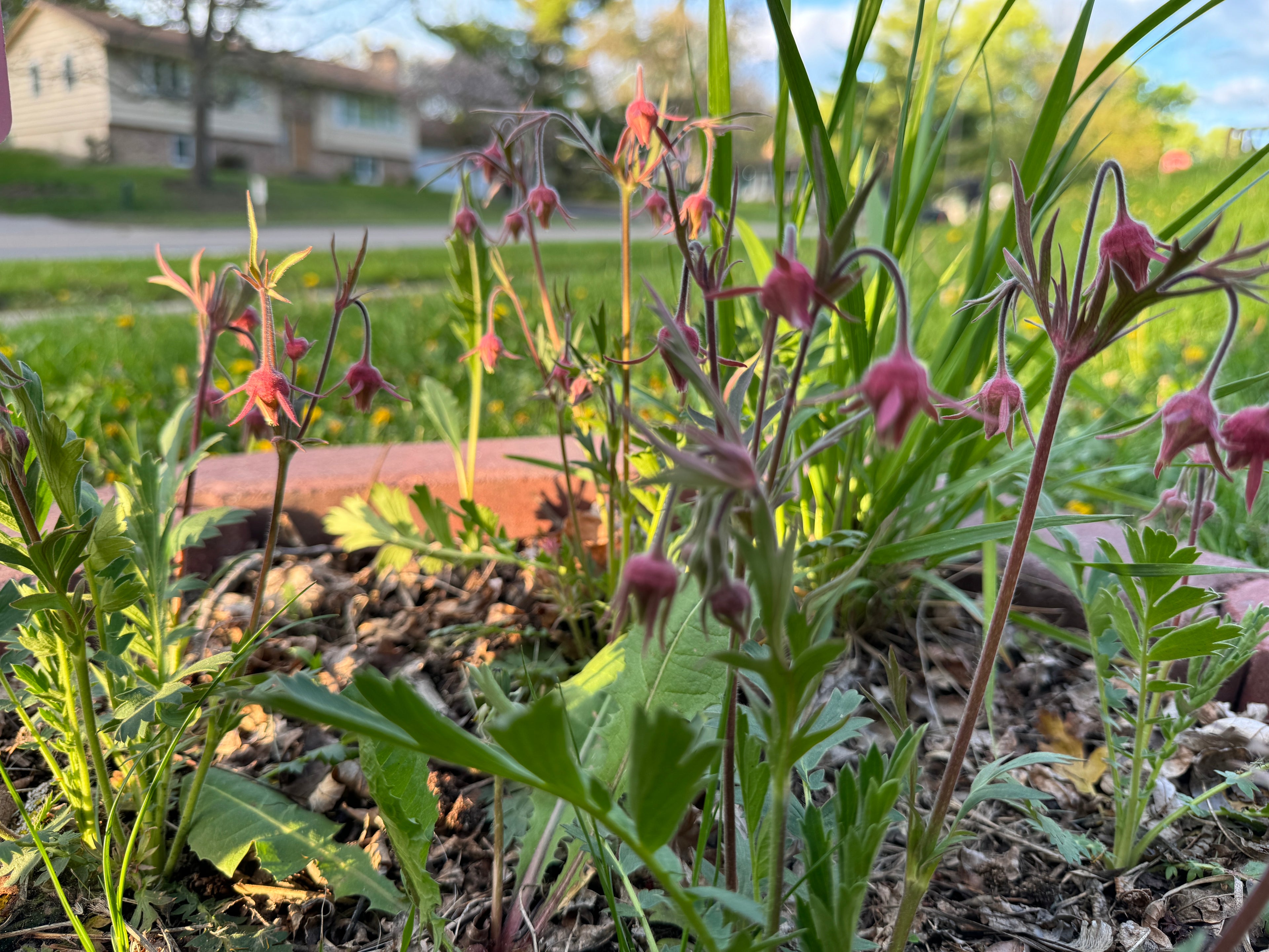 Prairie Smoke (Geum Triflorum)