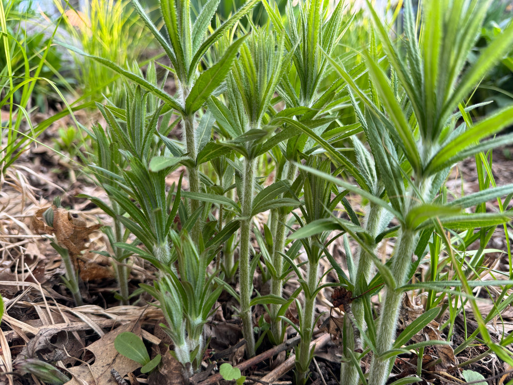 Culver's Root (Veronicastrum Virginicum)