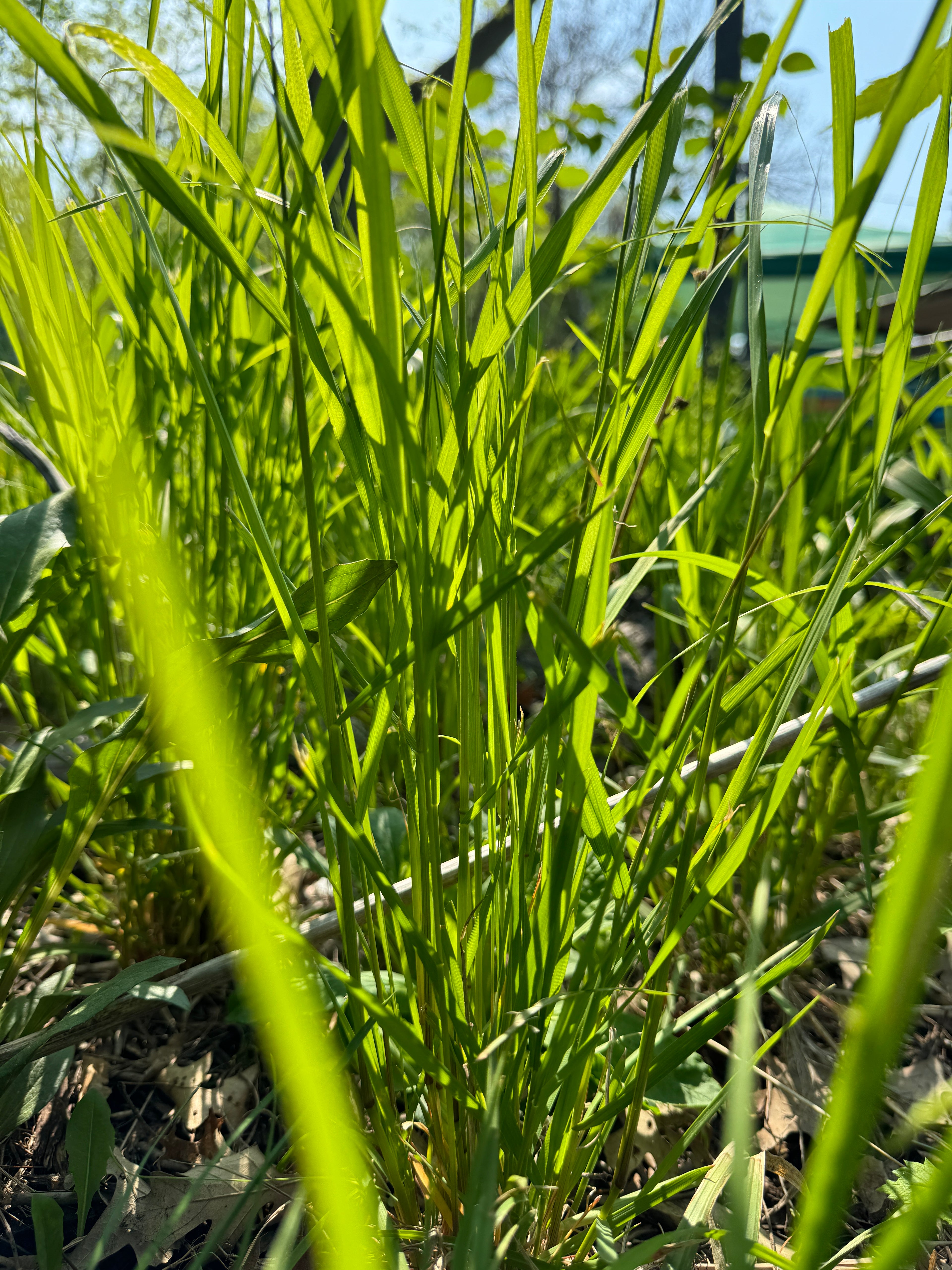 Virginia Wild Rye (Elymus Virginicus)