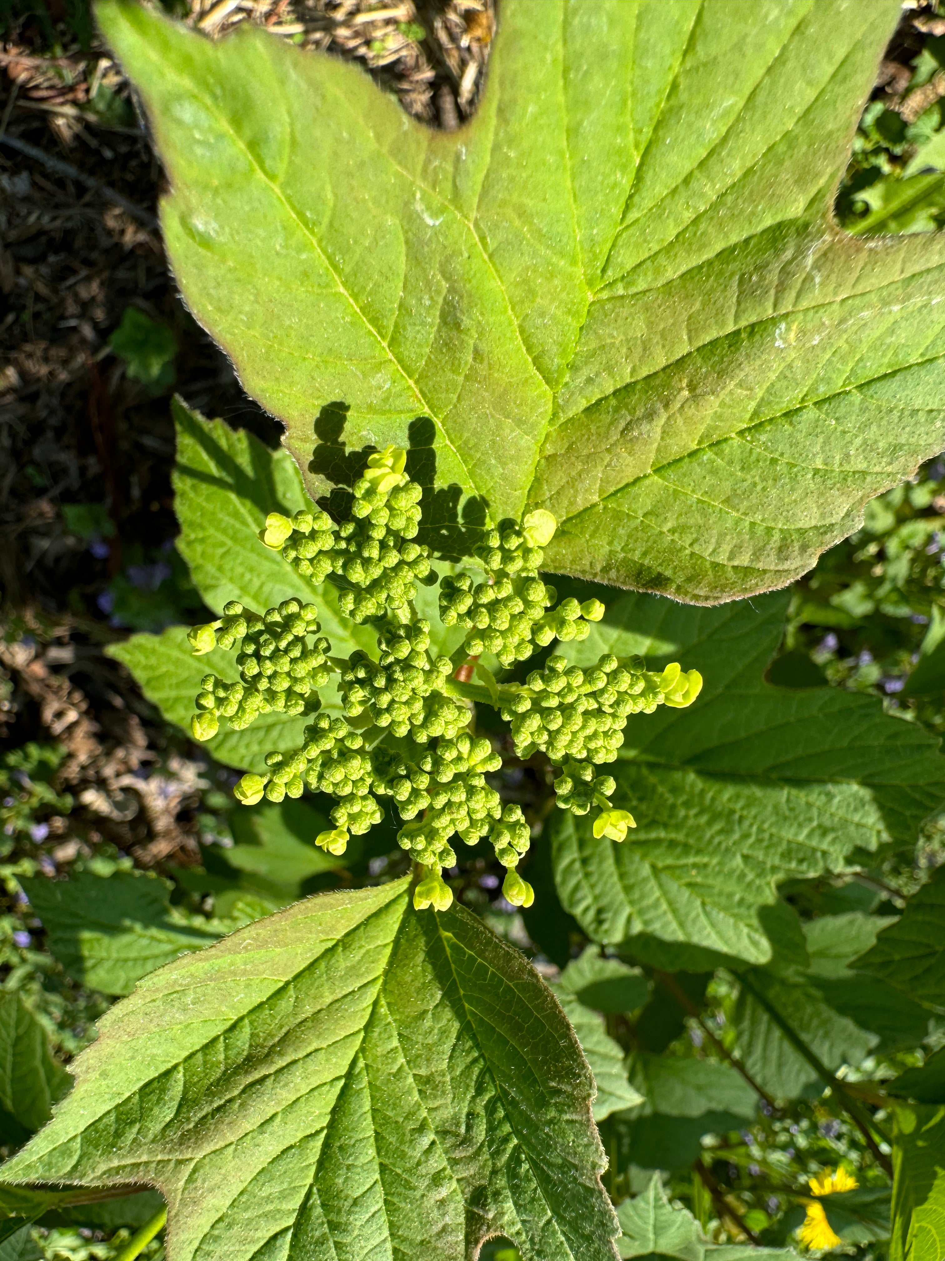 American Highbush Cranberry (Viburnum opulus var. americanum)