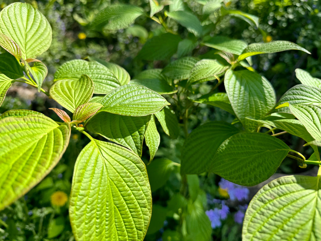 Pagoda Dogwood (Cornus Alternifolia)