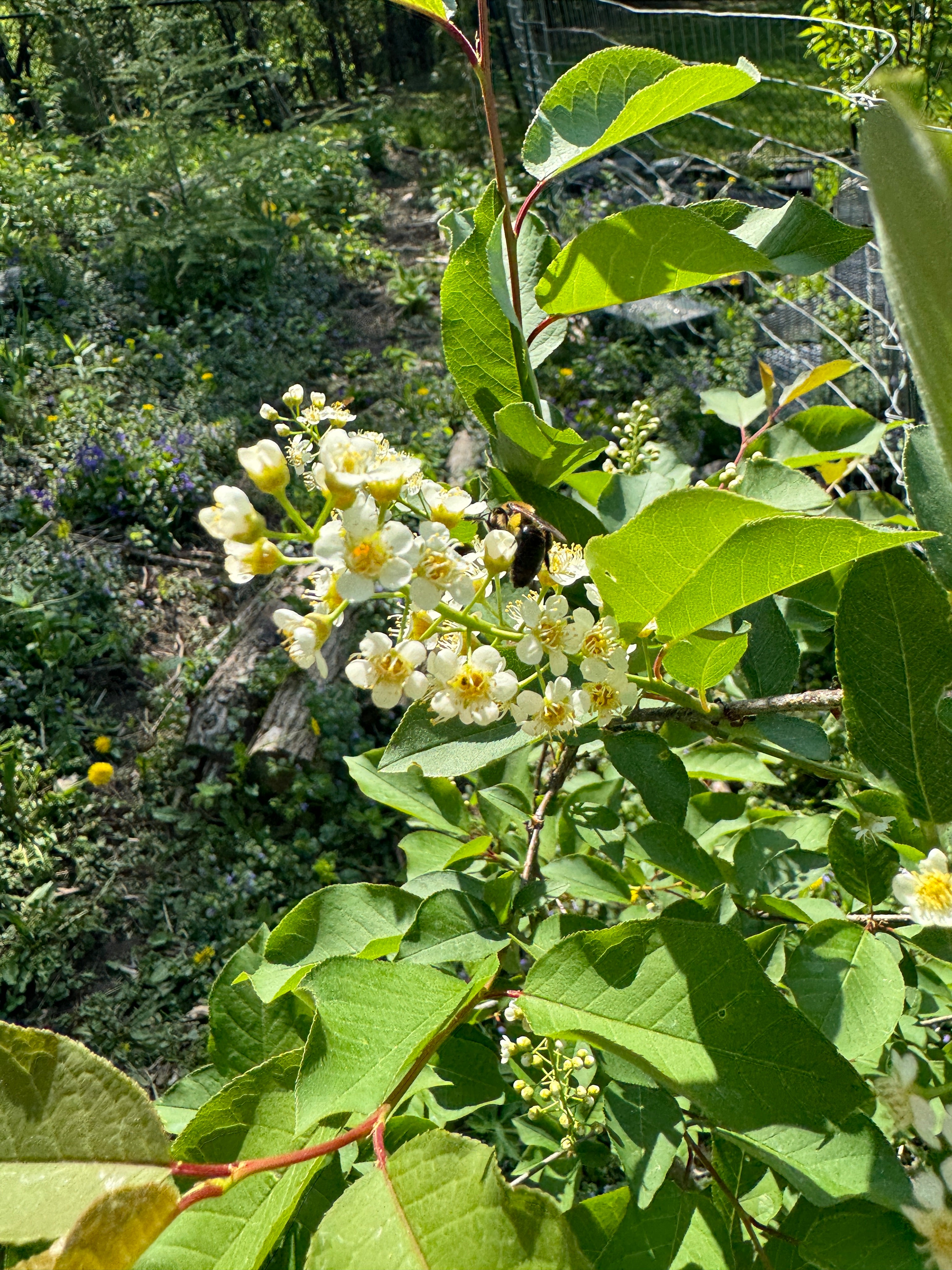 Chokecherry (Prunus Virginiana)