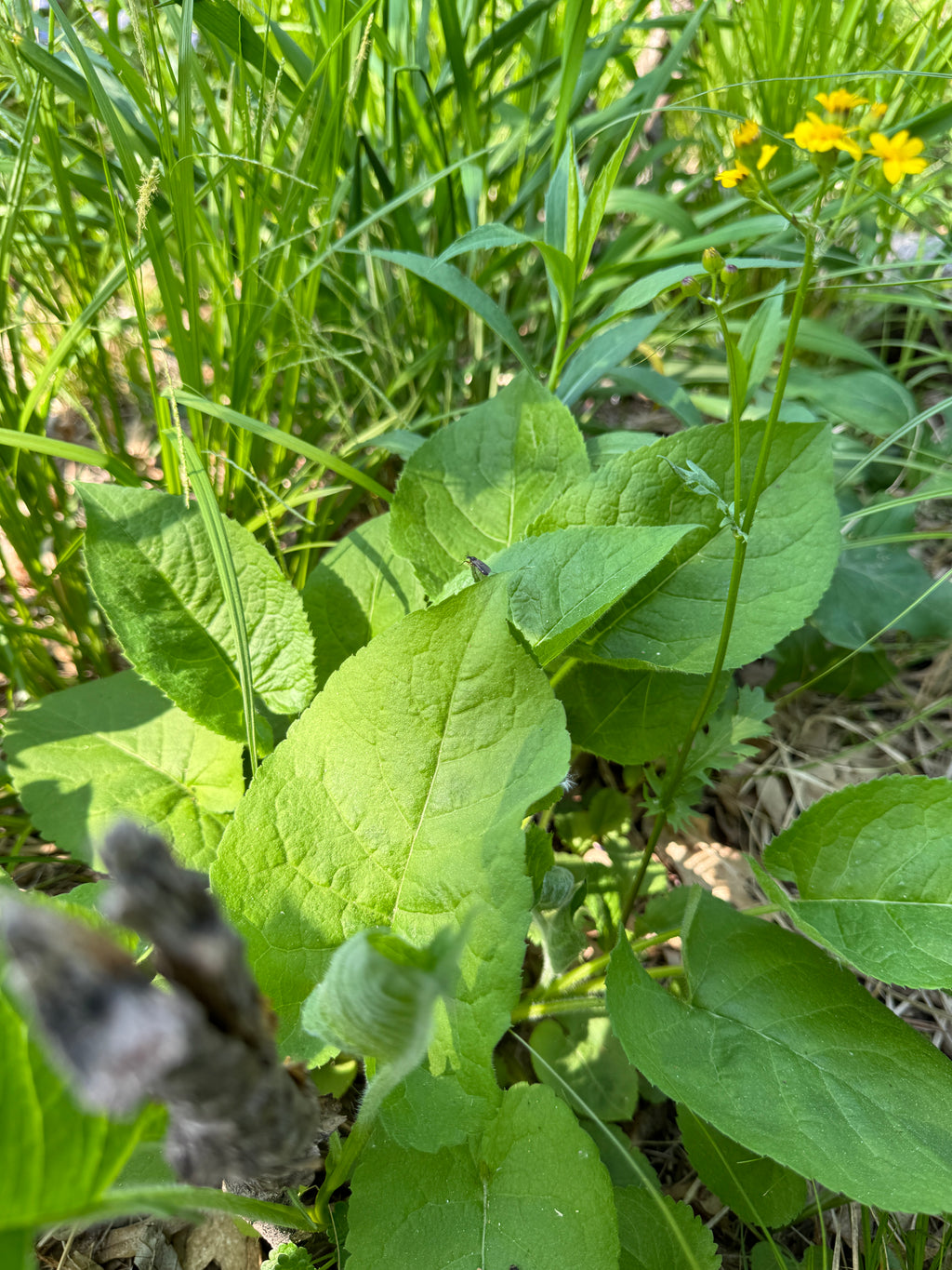 Big-leaf Aster (Eurybia Macrophylla)