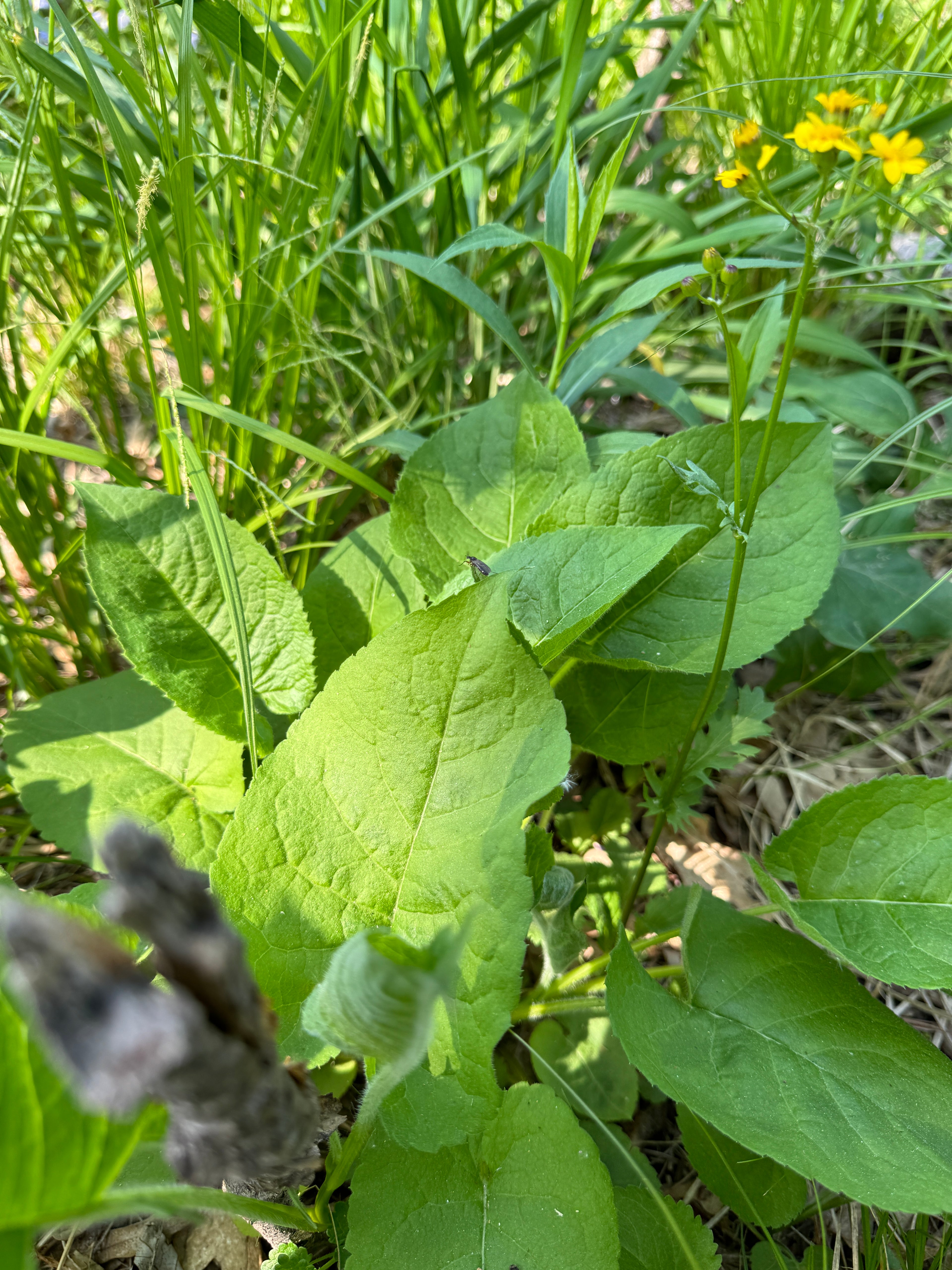 Big-leaf Aster (Eurybia Macrophylla)
