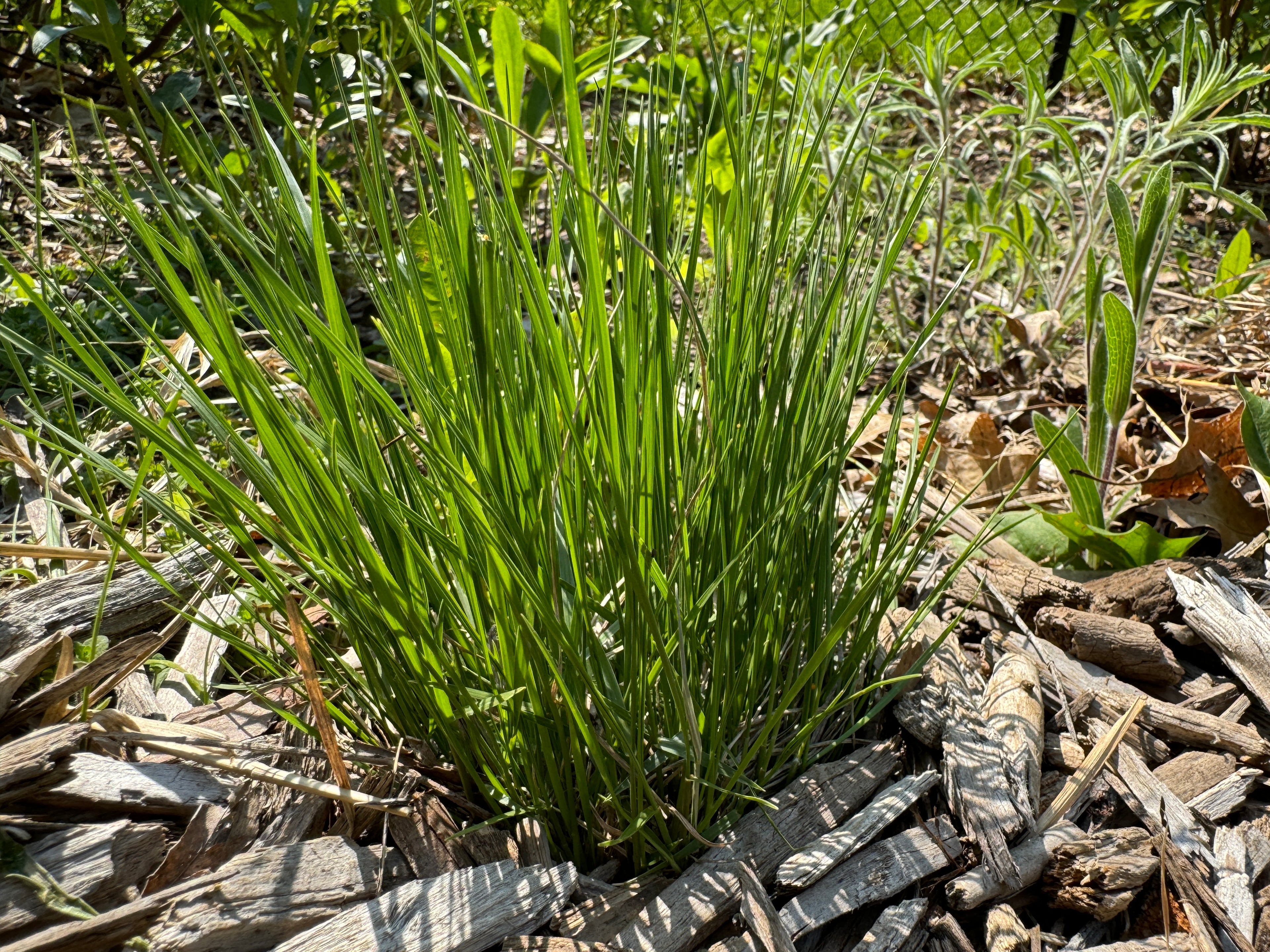 Prairie Dropseed (Sporobolus Heterolepis)
