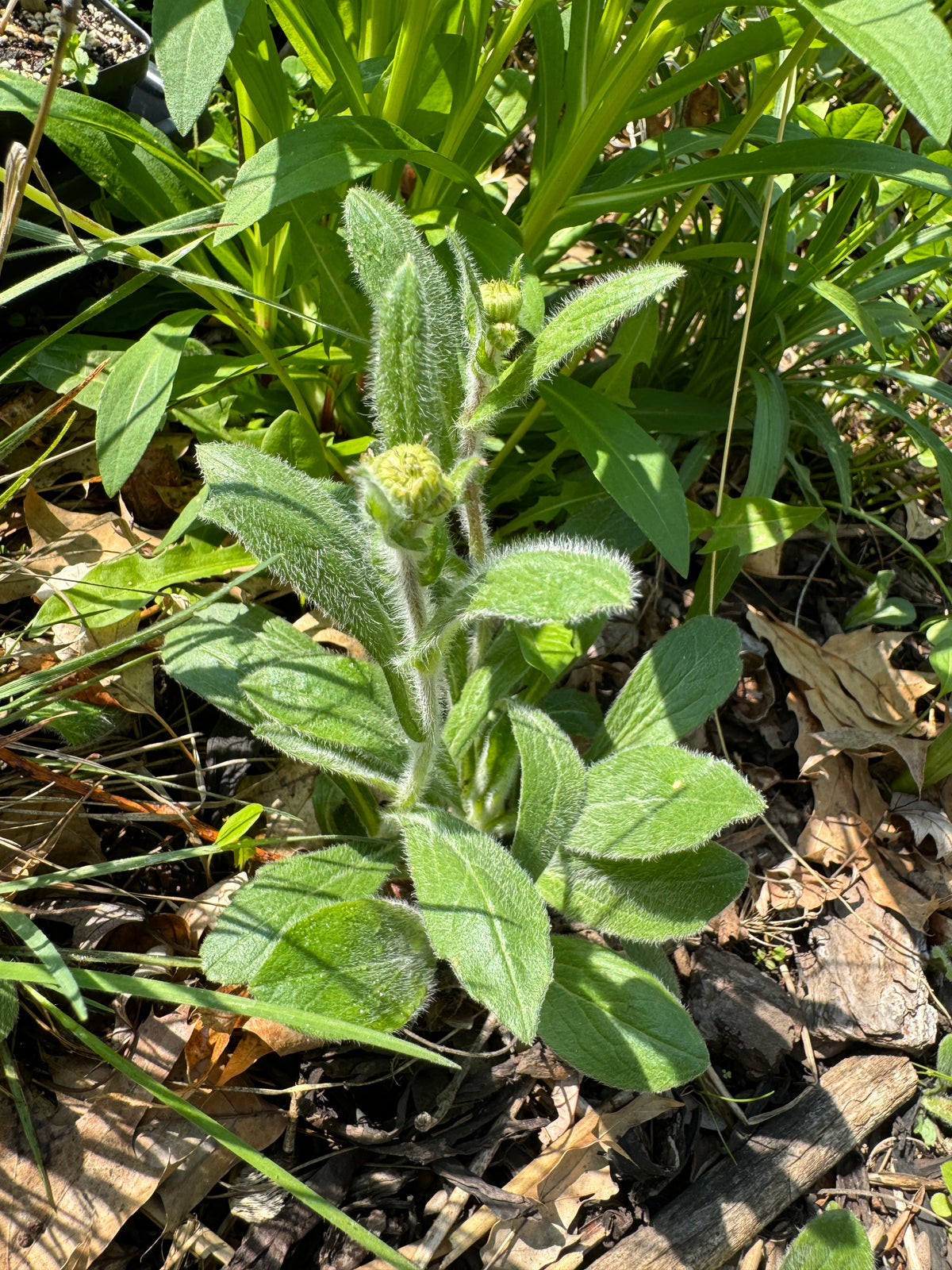 Robin's Plantain (Erigeron pulchellus)