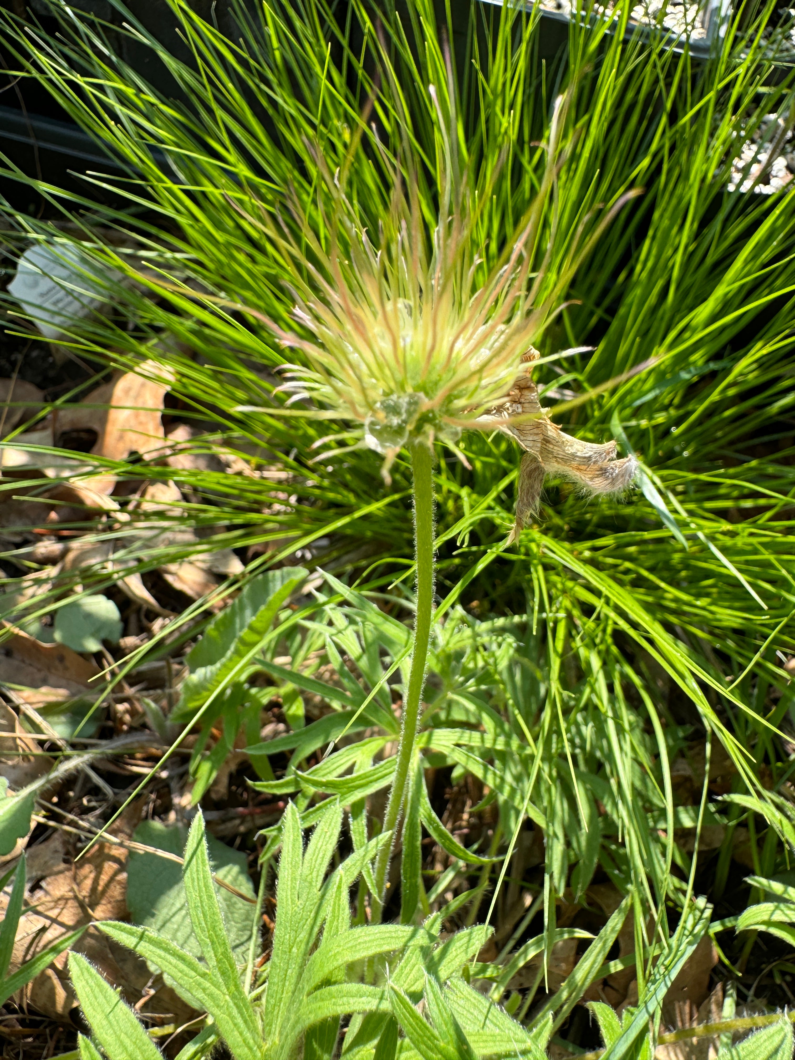 American Pasqueflower (Anemone patens)