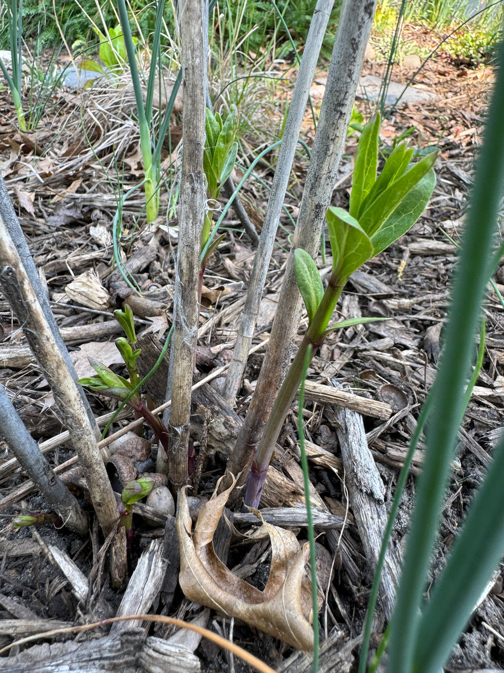 Swamp Milkweed (Asclepias Incarnata)