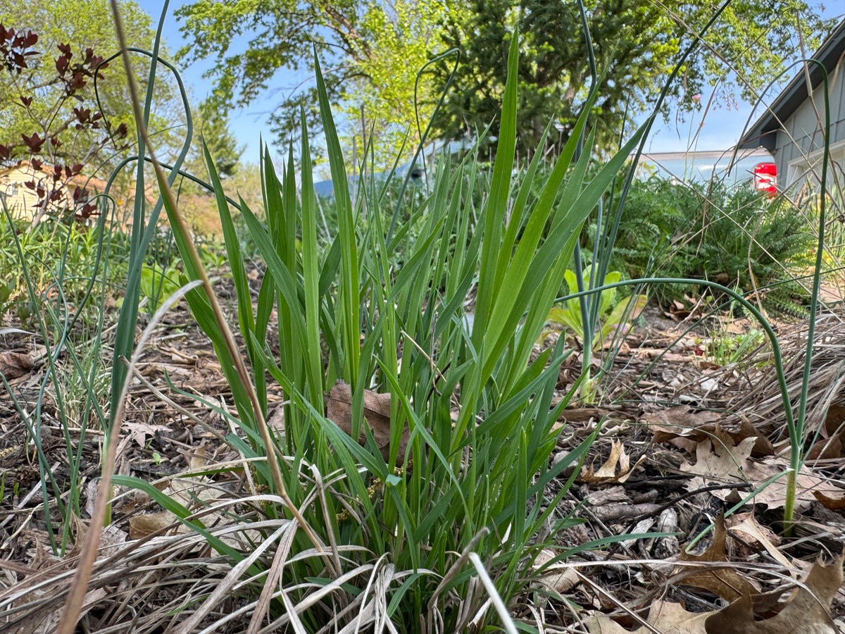 Yellow Prairie Grass (Sorghastrum Nutans)