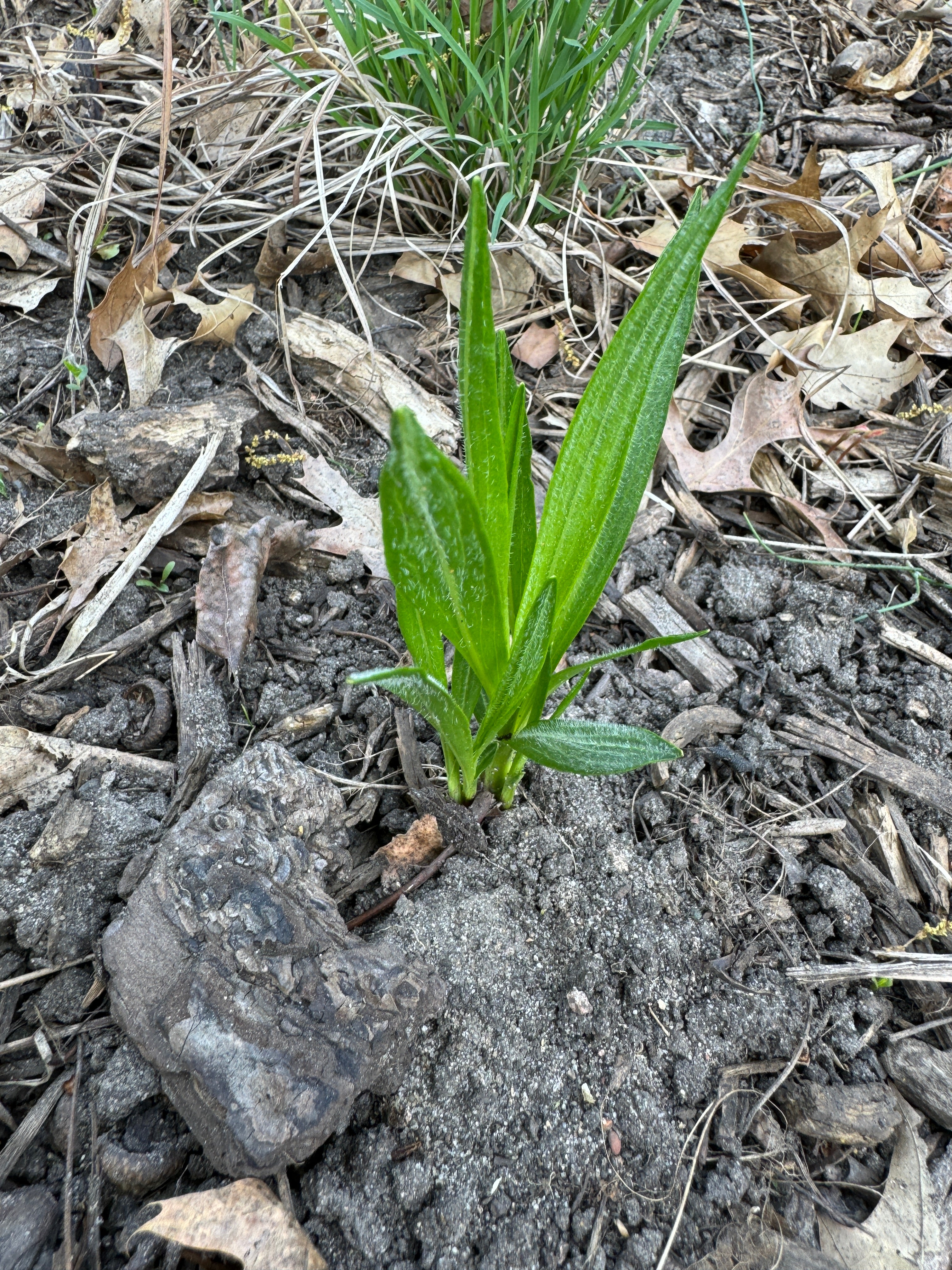 Meadow Blazing Star (Liatris Ligulistylis)