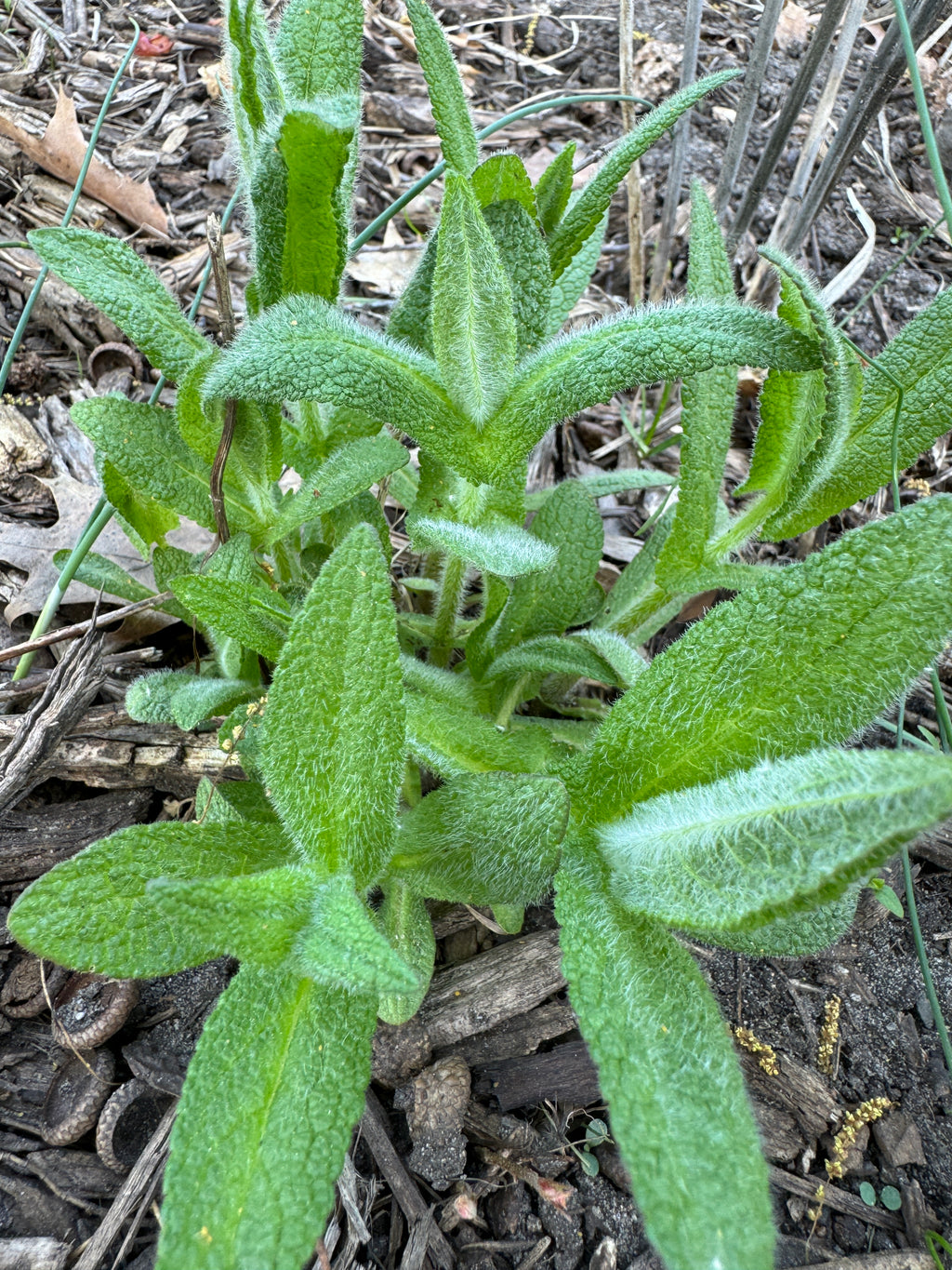 Common Boneset (Eupatorium Perfoliatum)