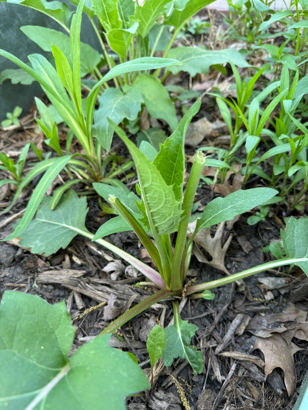 Cup Plant (Silphium Perfoliatum)