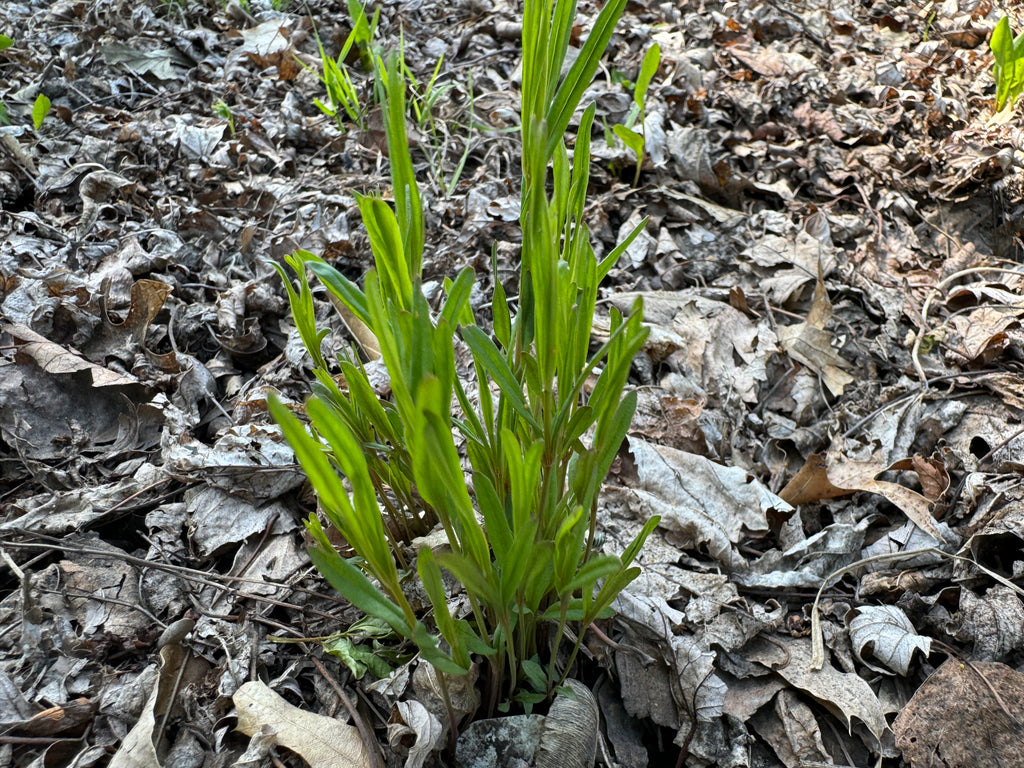 Prairie Phlox (Phlox Pilosa)