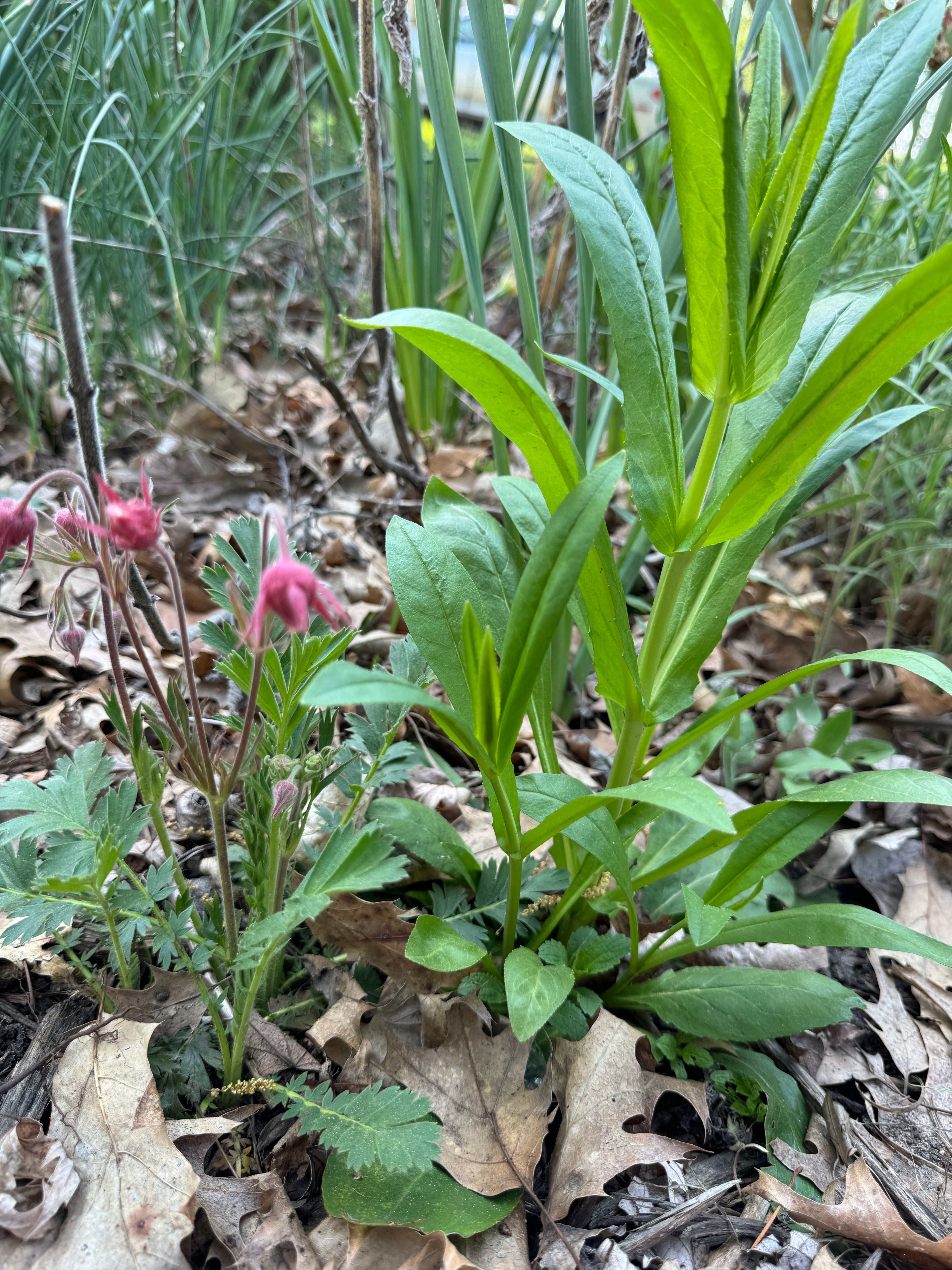 Foxglove Beardtongue (Penstemon Digitalis)