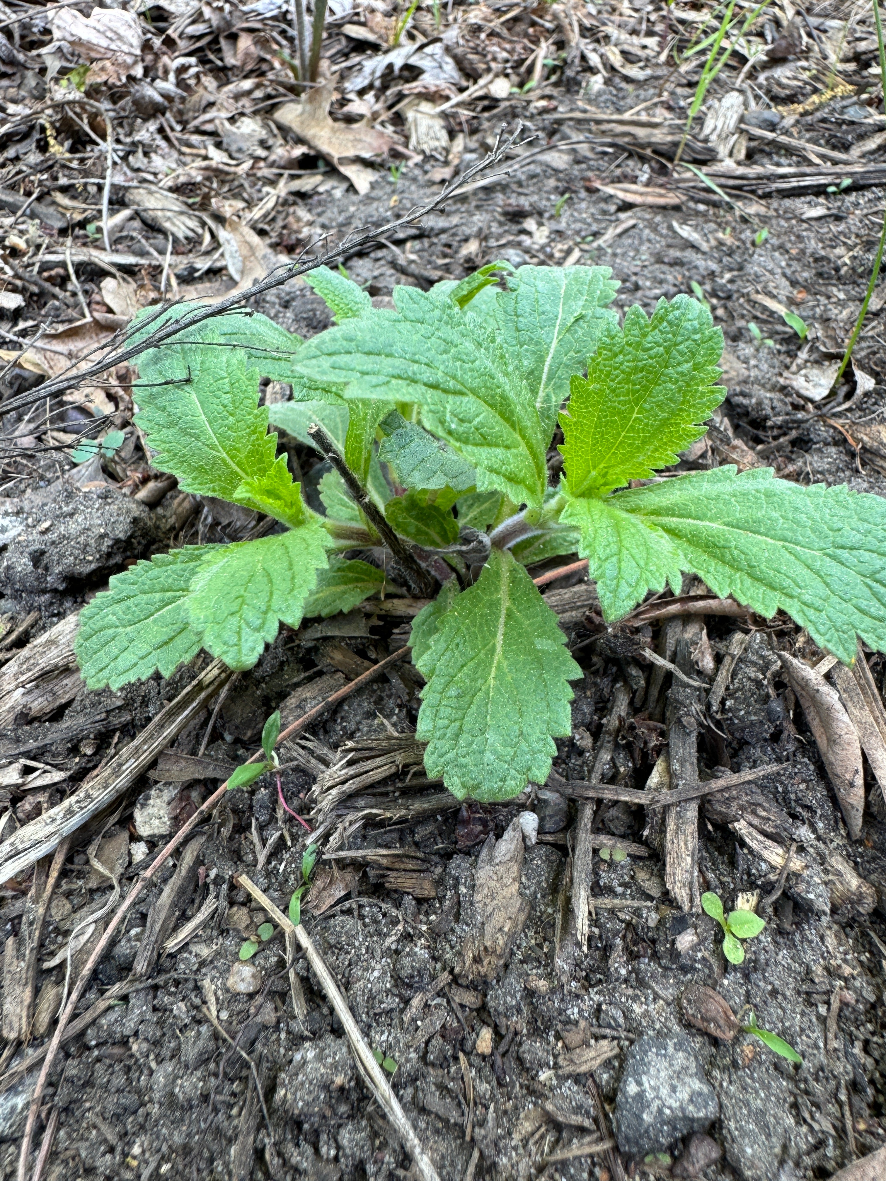 Hoary Vervain (Verbena Stricta)