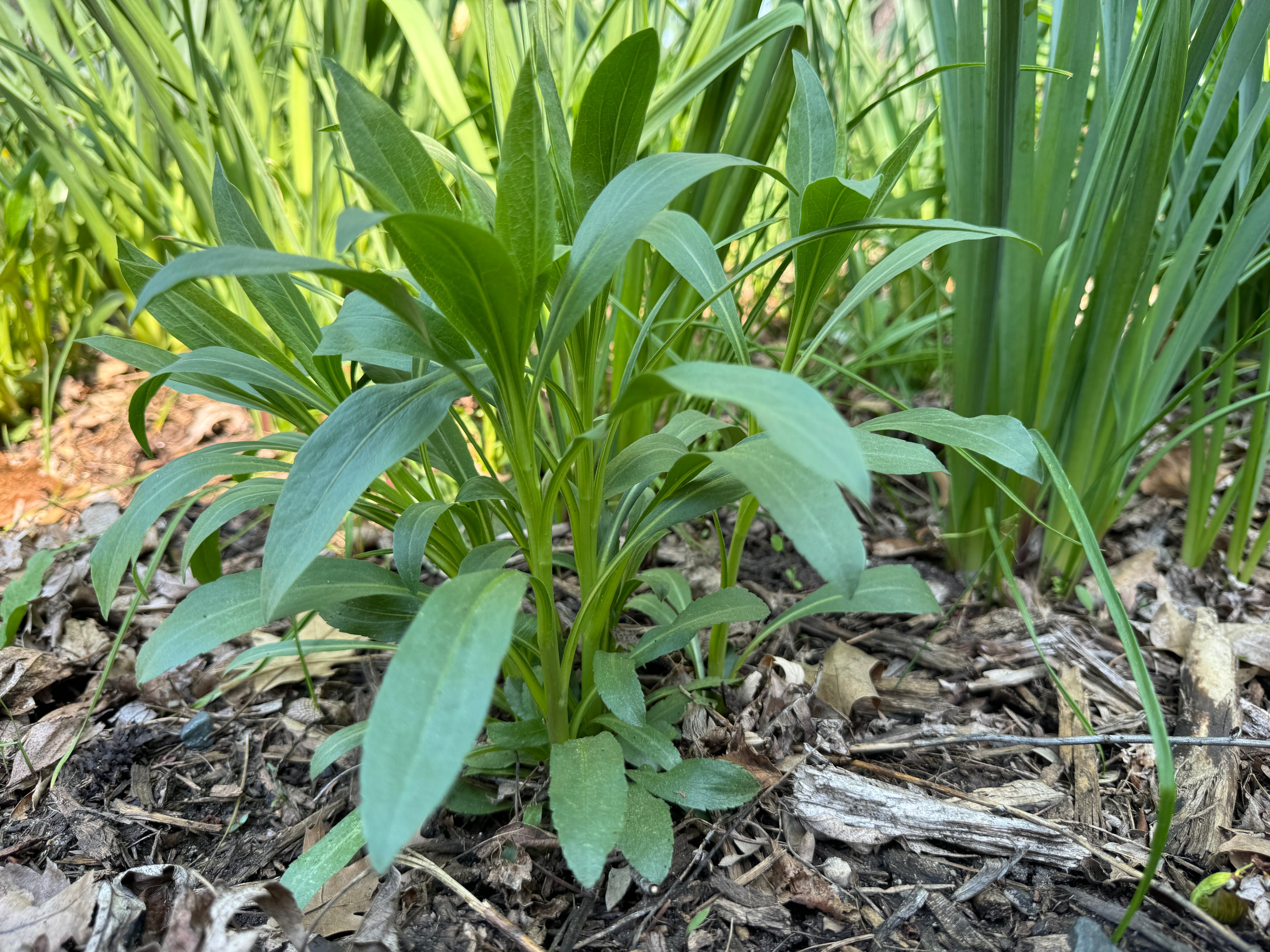 False Aster (False Aster)