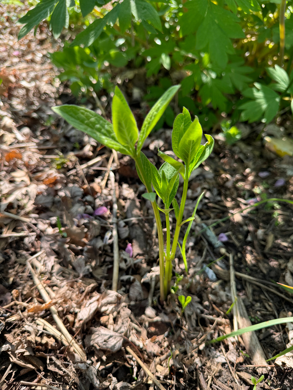 Poke Milkweed (Asclepias Exaltata)