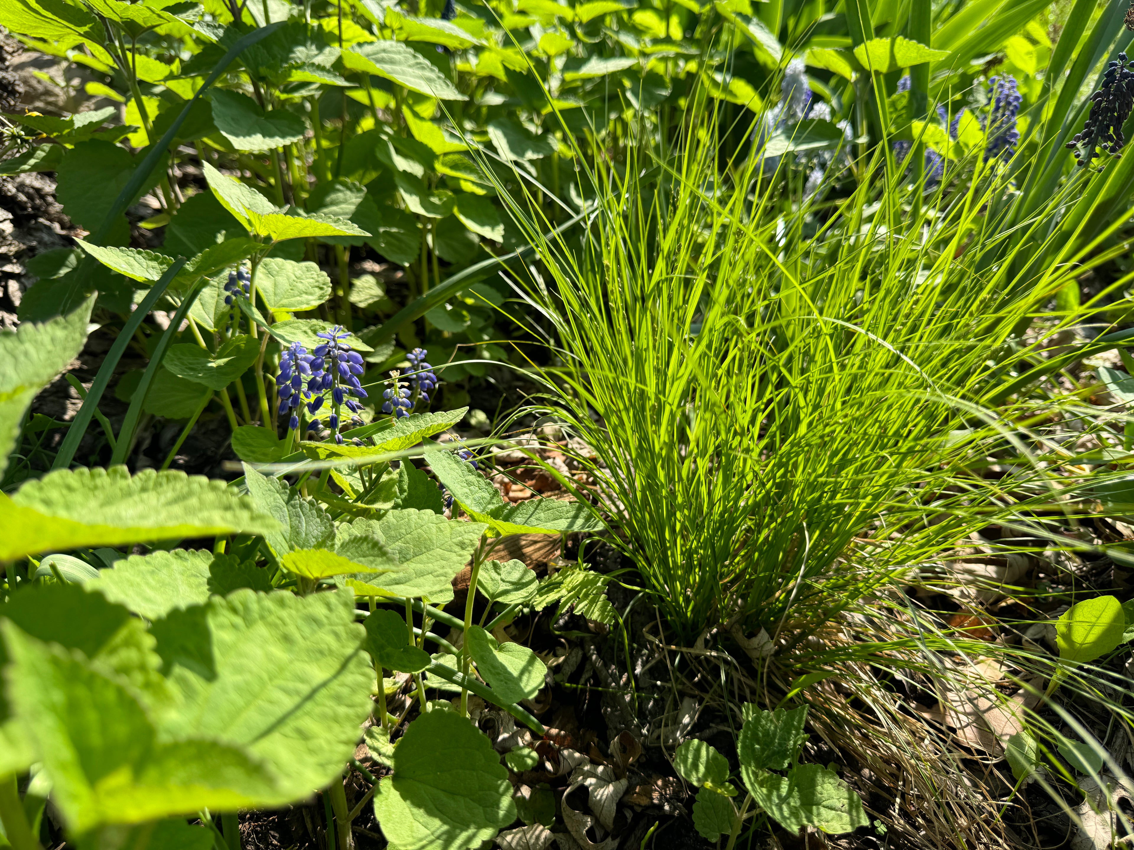 Rosy Sedge (Carex Rosea)