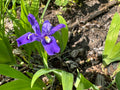 Dwarf Crested Iris (Iris Cristata)