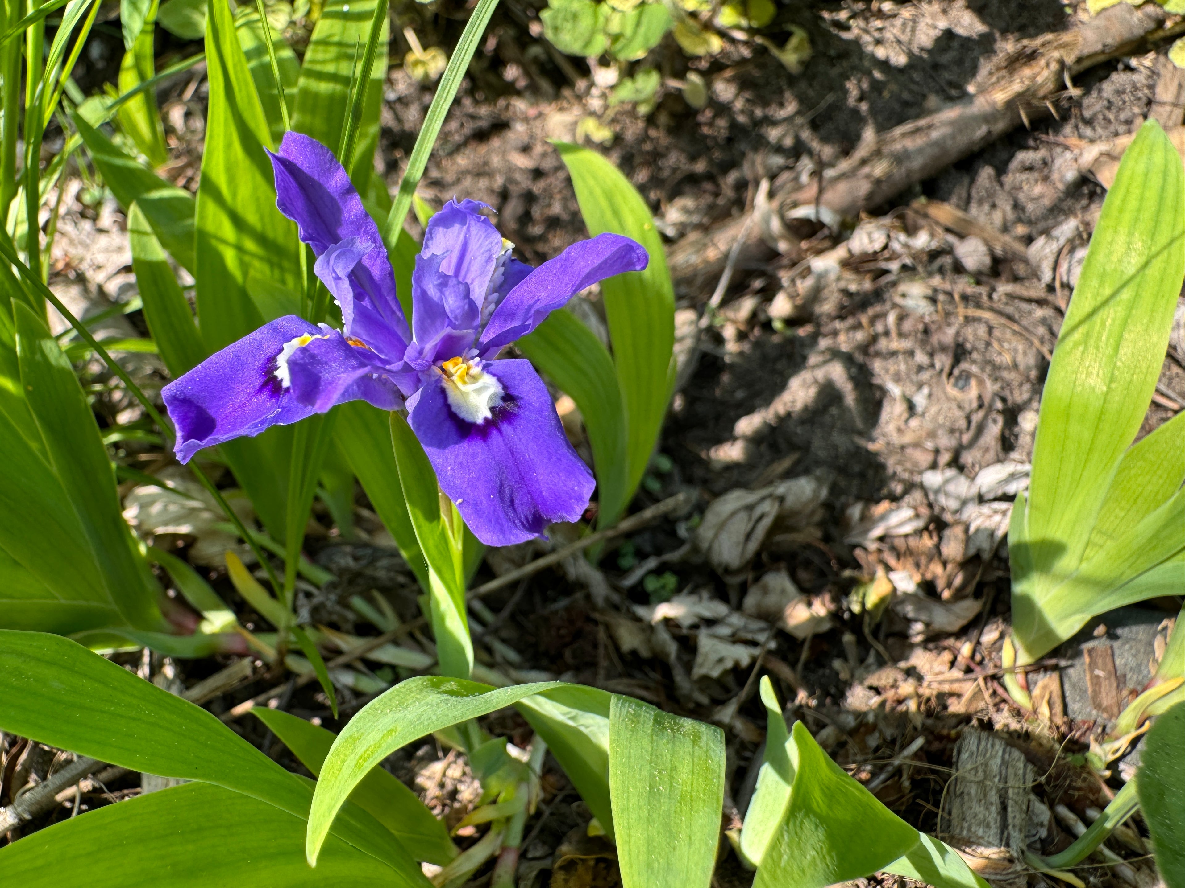 Dwarf Crested Iris (Iris Cristata)