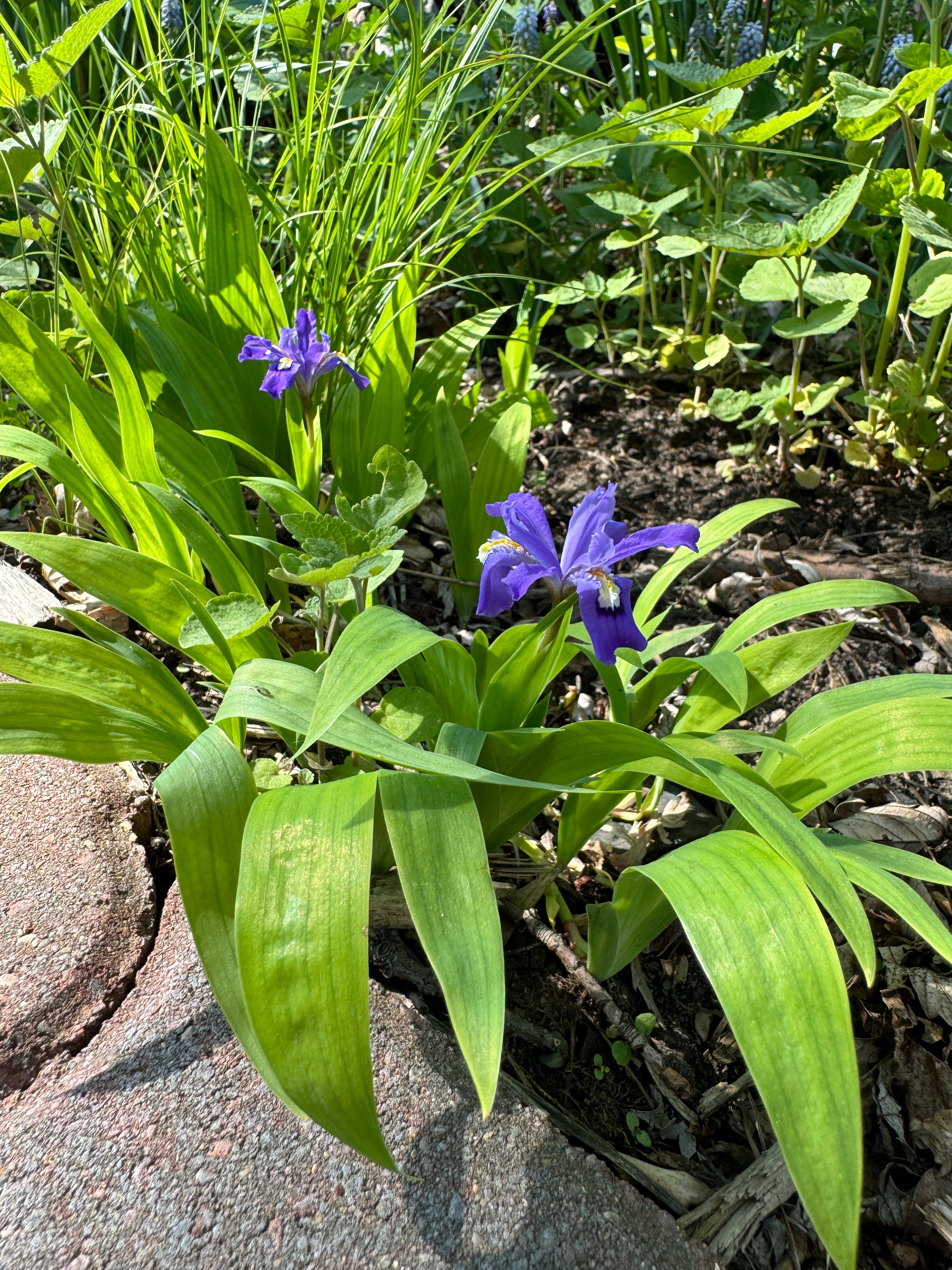 Dwarf Crested Iris (Iris Cristata)