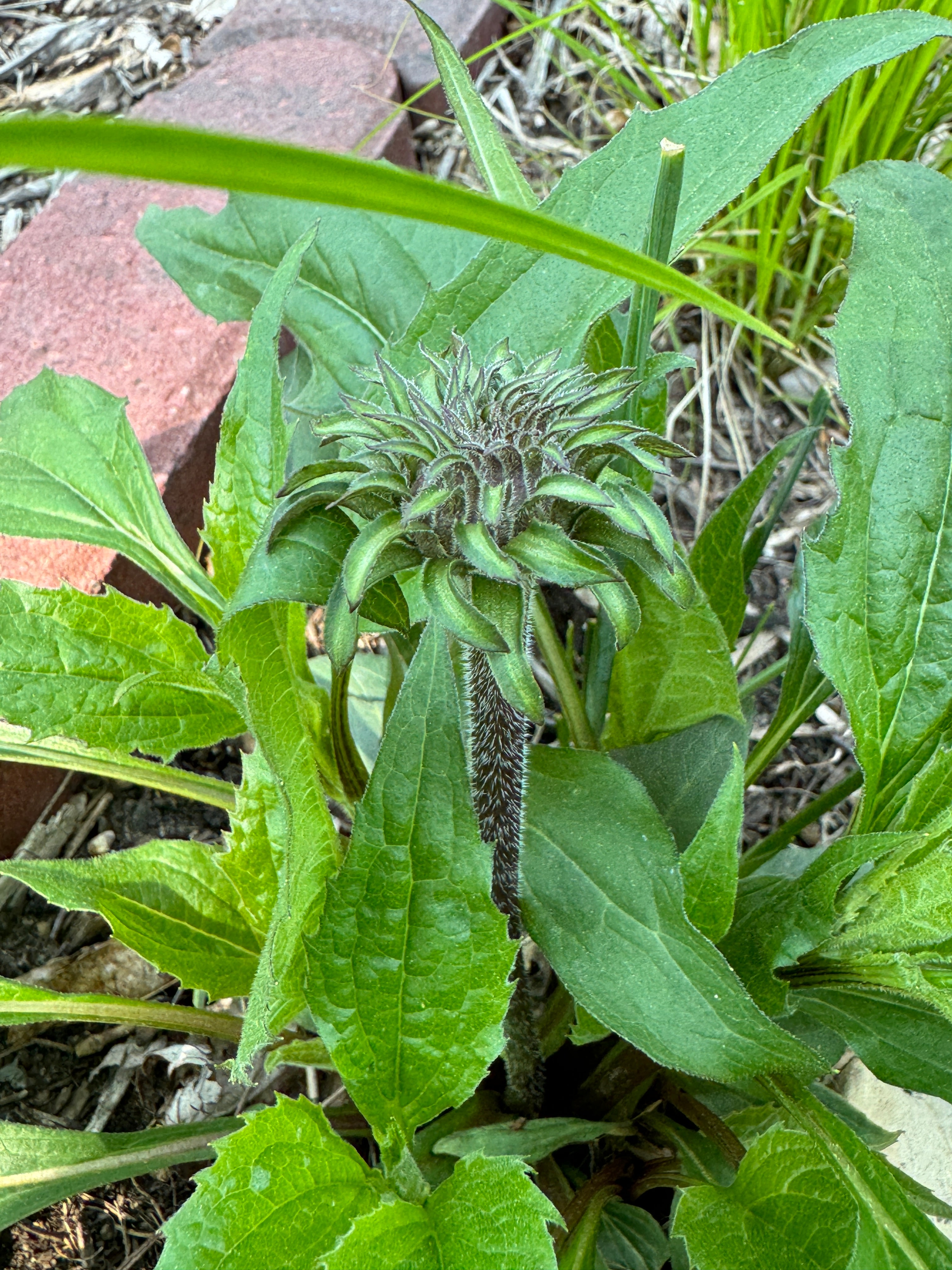 Eastern Purple Coneflower (Echinacea Purpurea)