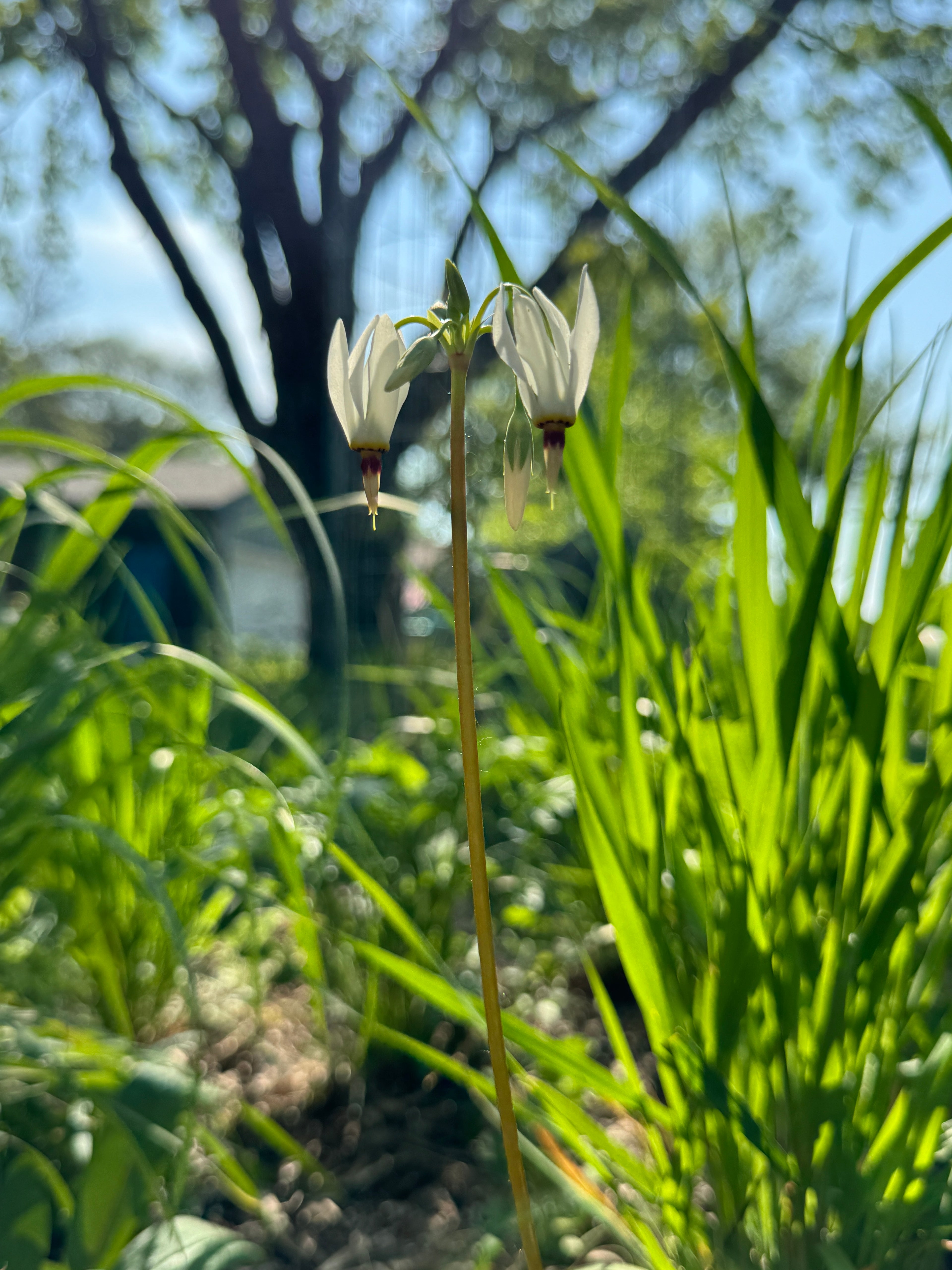 Midland Shooting Star (Dodecatheon Meadia)