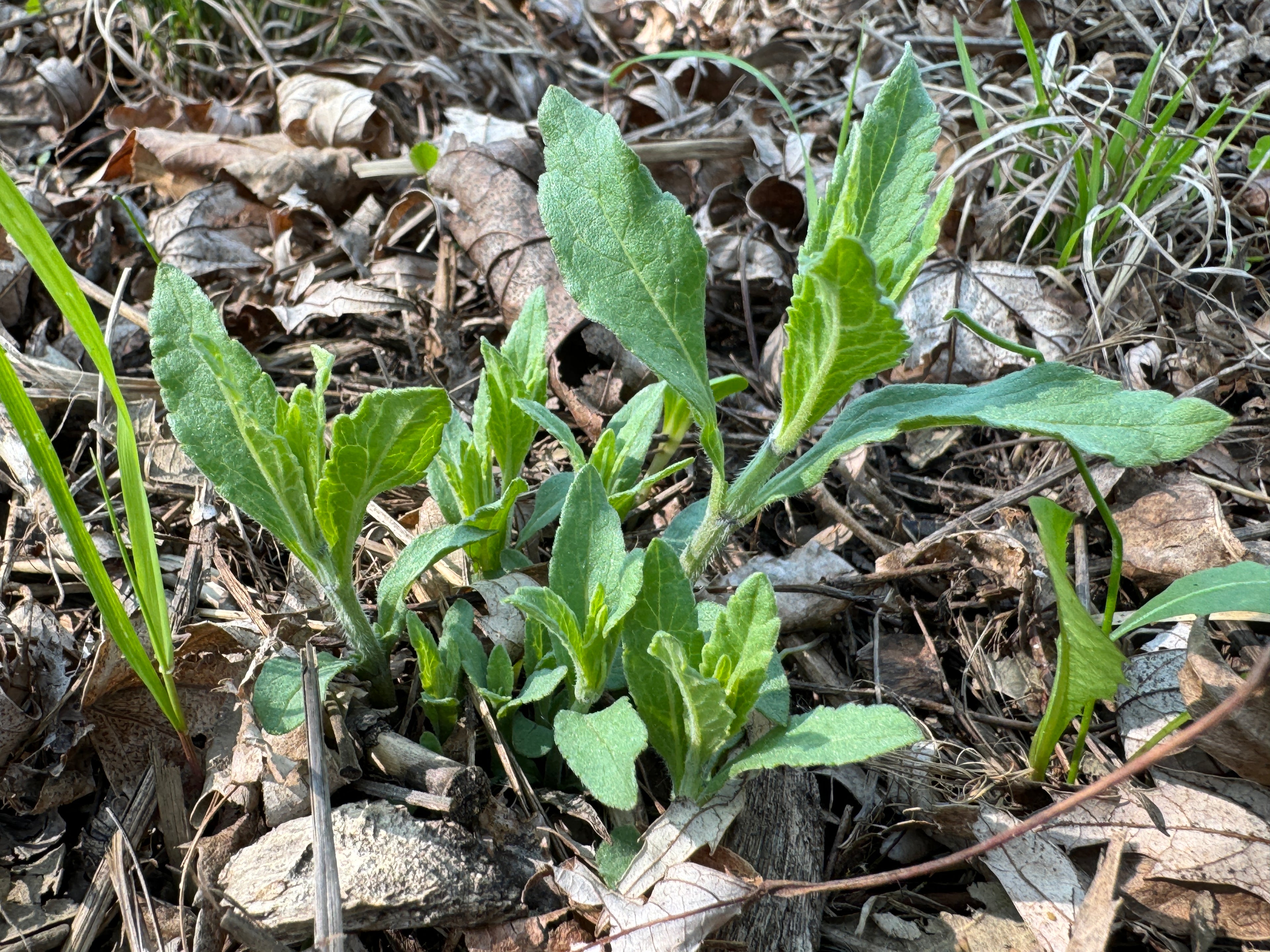 Hoary Vervain (Verbena Stricta)