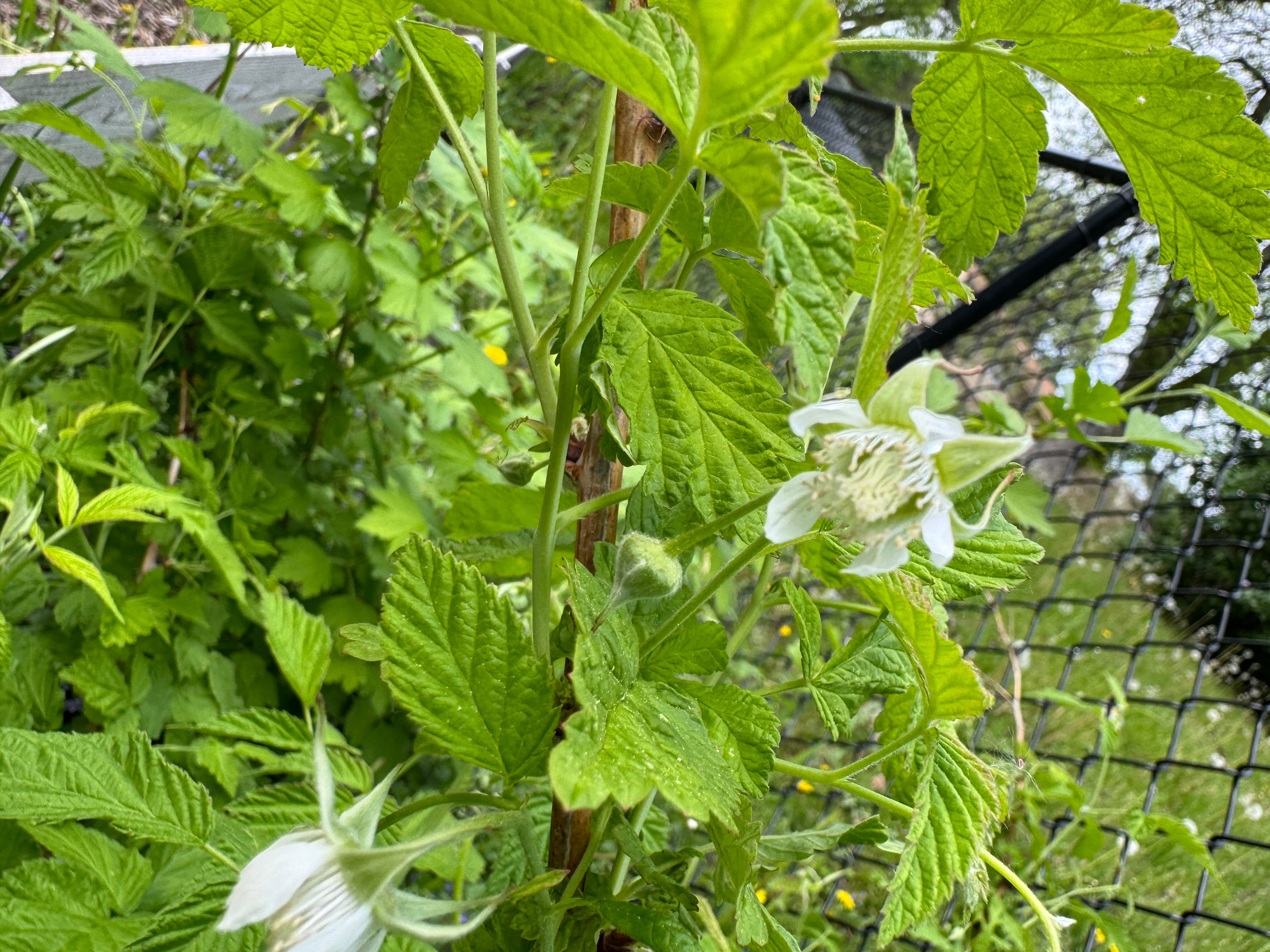 Yellow Raspberry (Rubus idaeus var. strigosus)